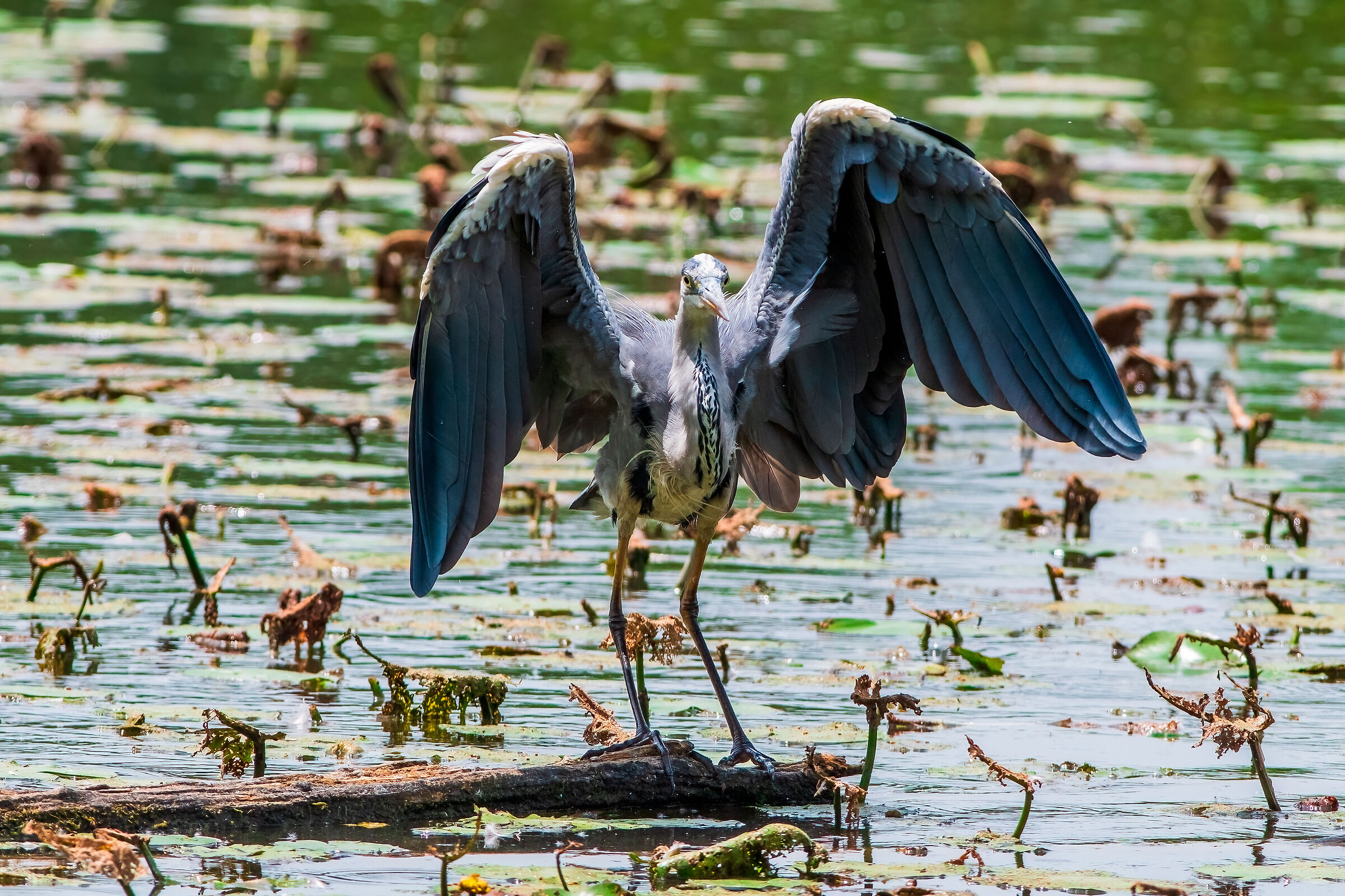 The grey heron folds its wings