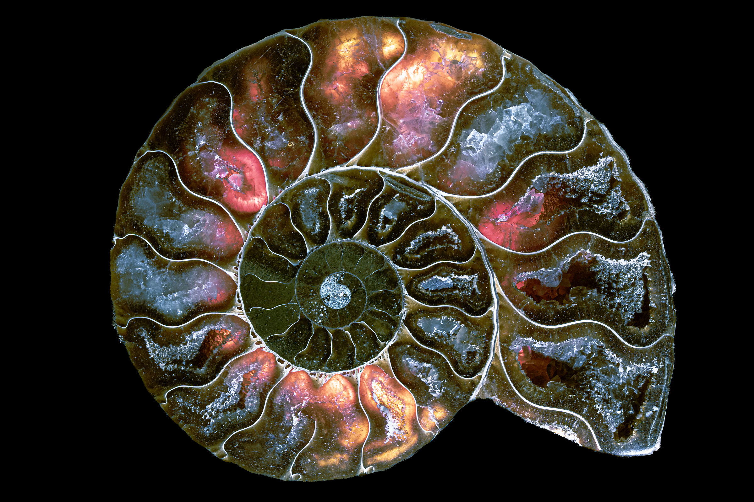 Ammonite