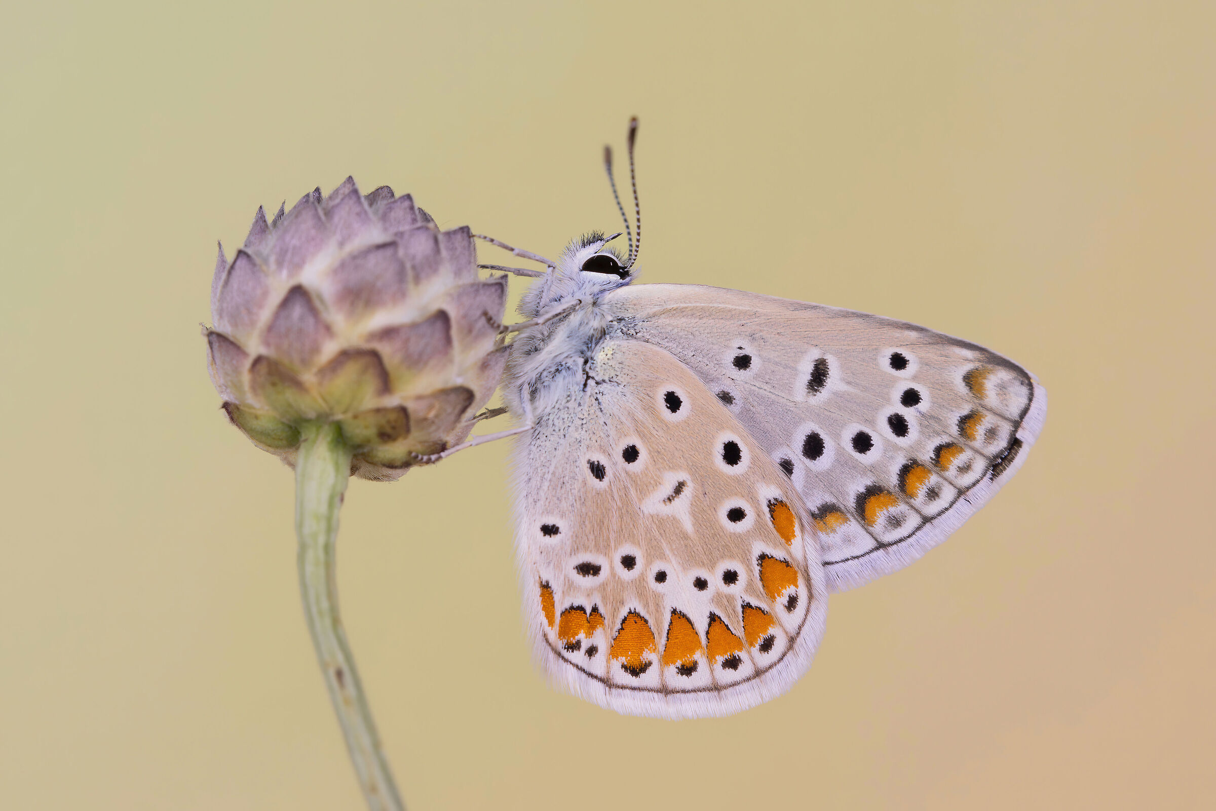 Polyommatus icarus