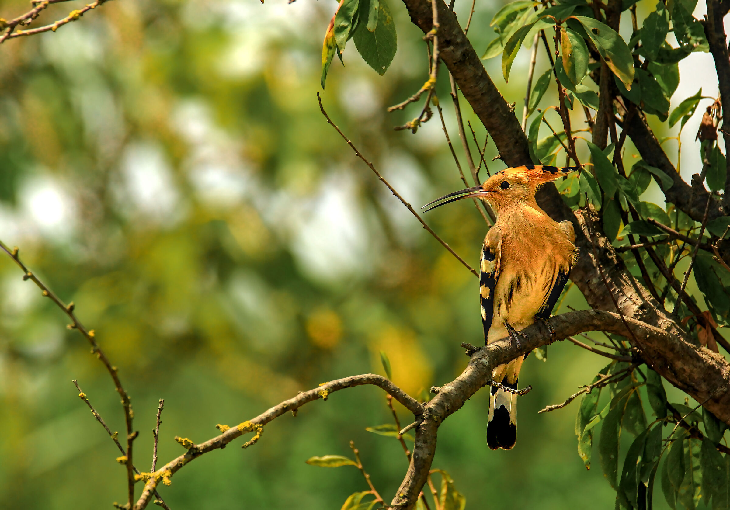 Hoopoe