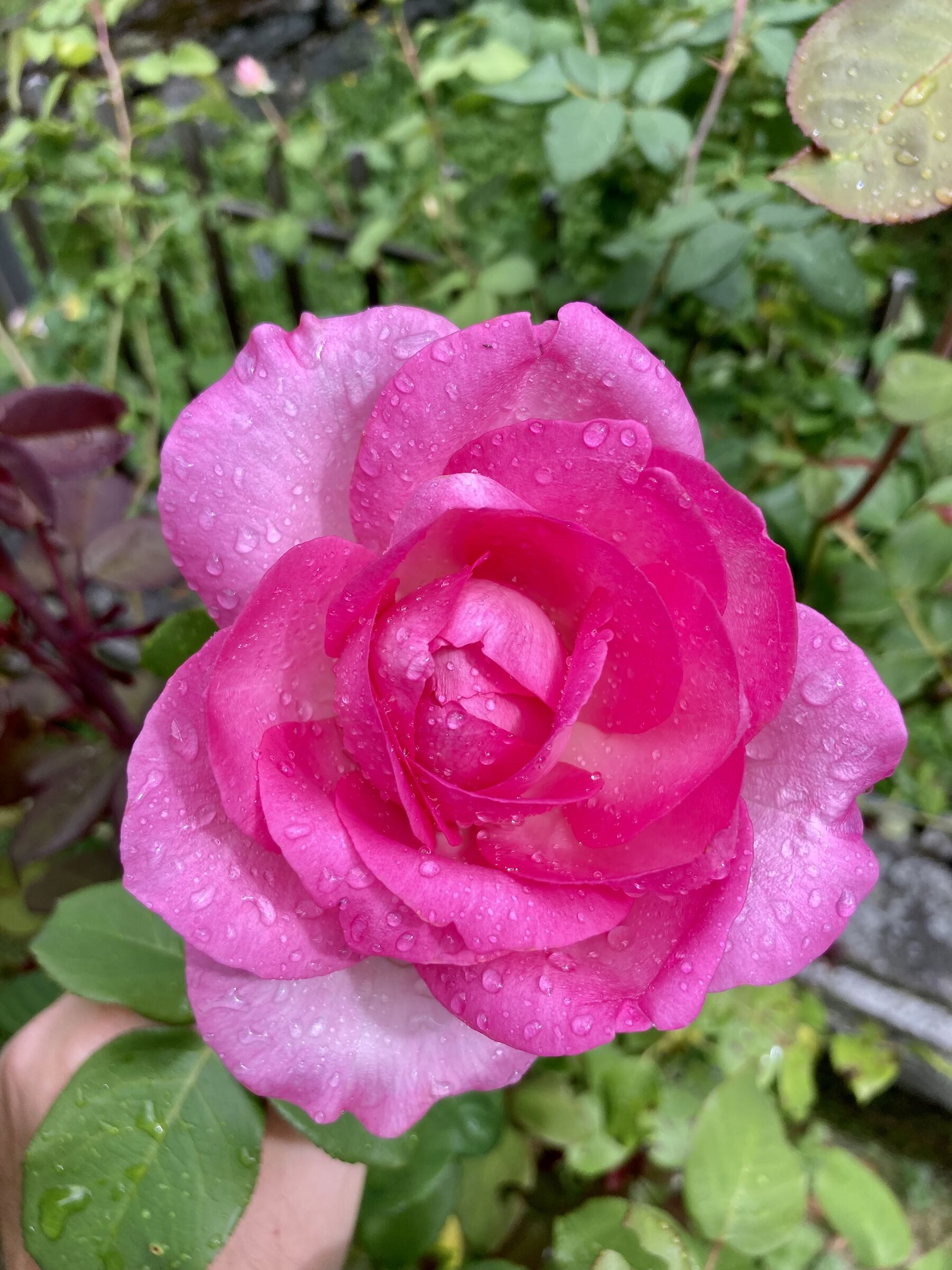 Rosa
