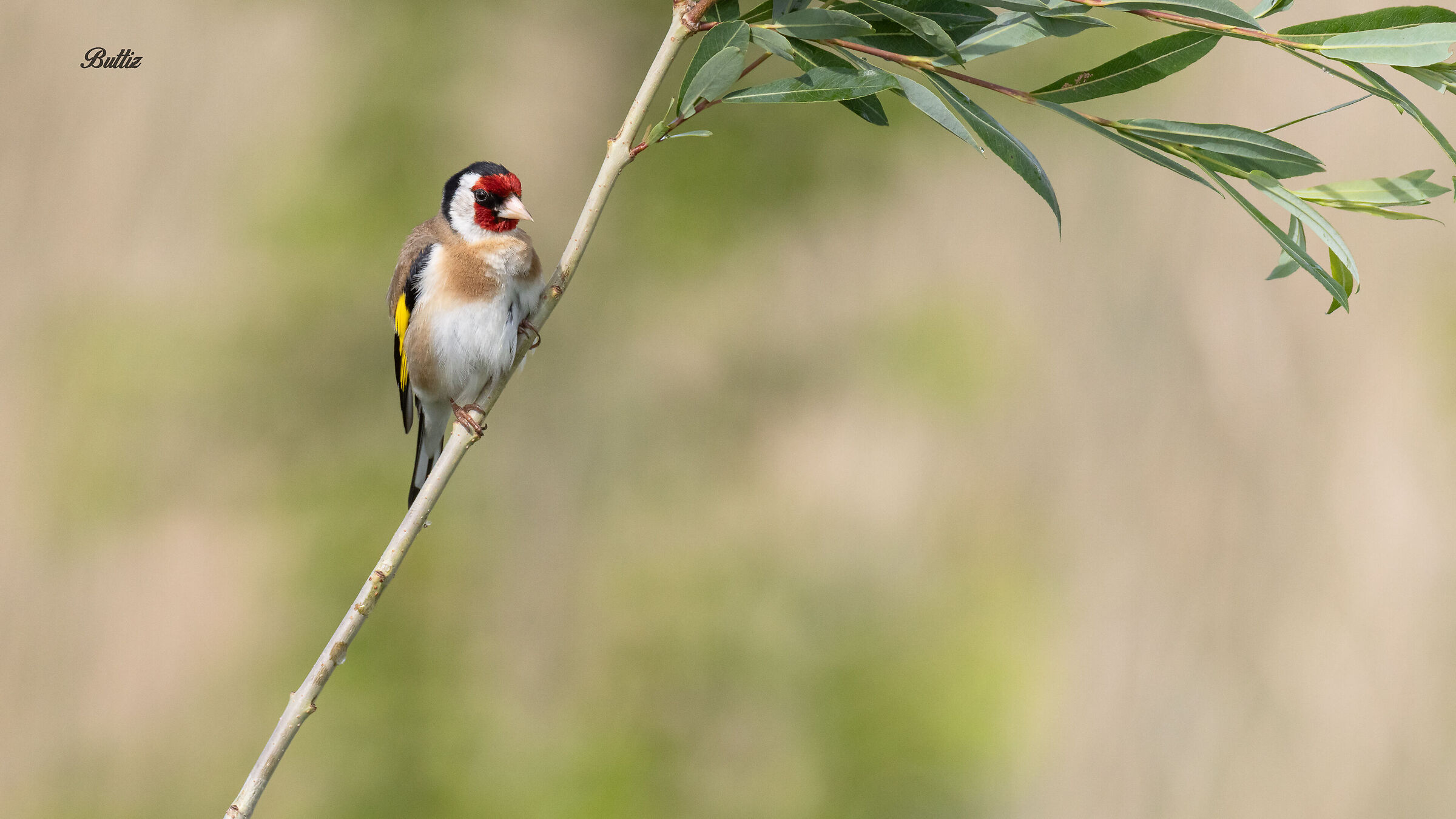 Goldfinch