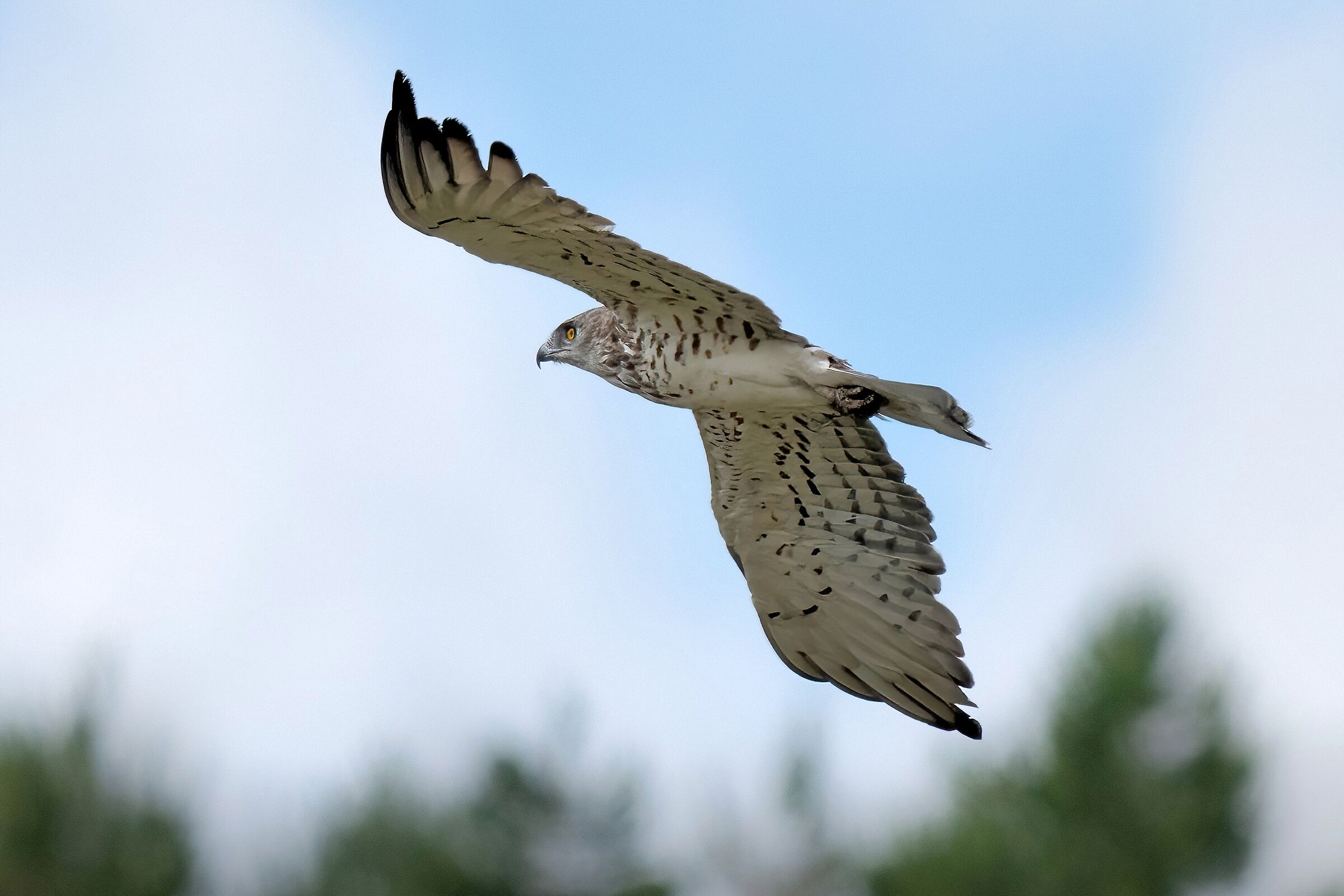 Biancone o Aquila dei serpenti (Circaetus gallicus)