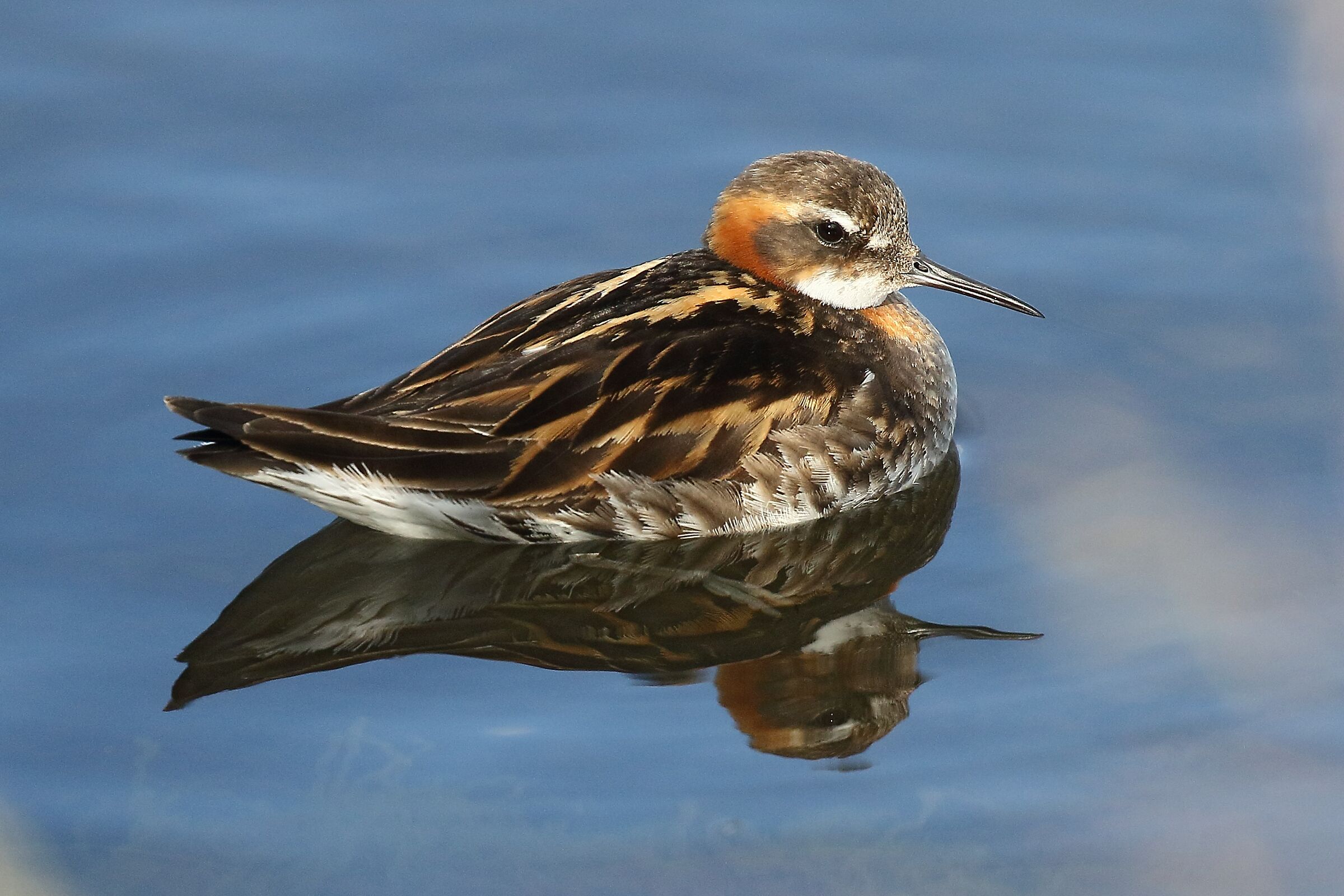 Thin-billed phalarope