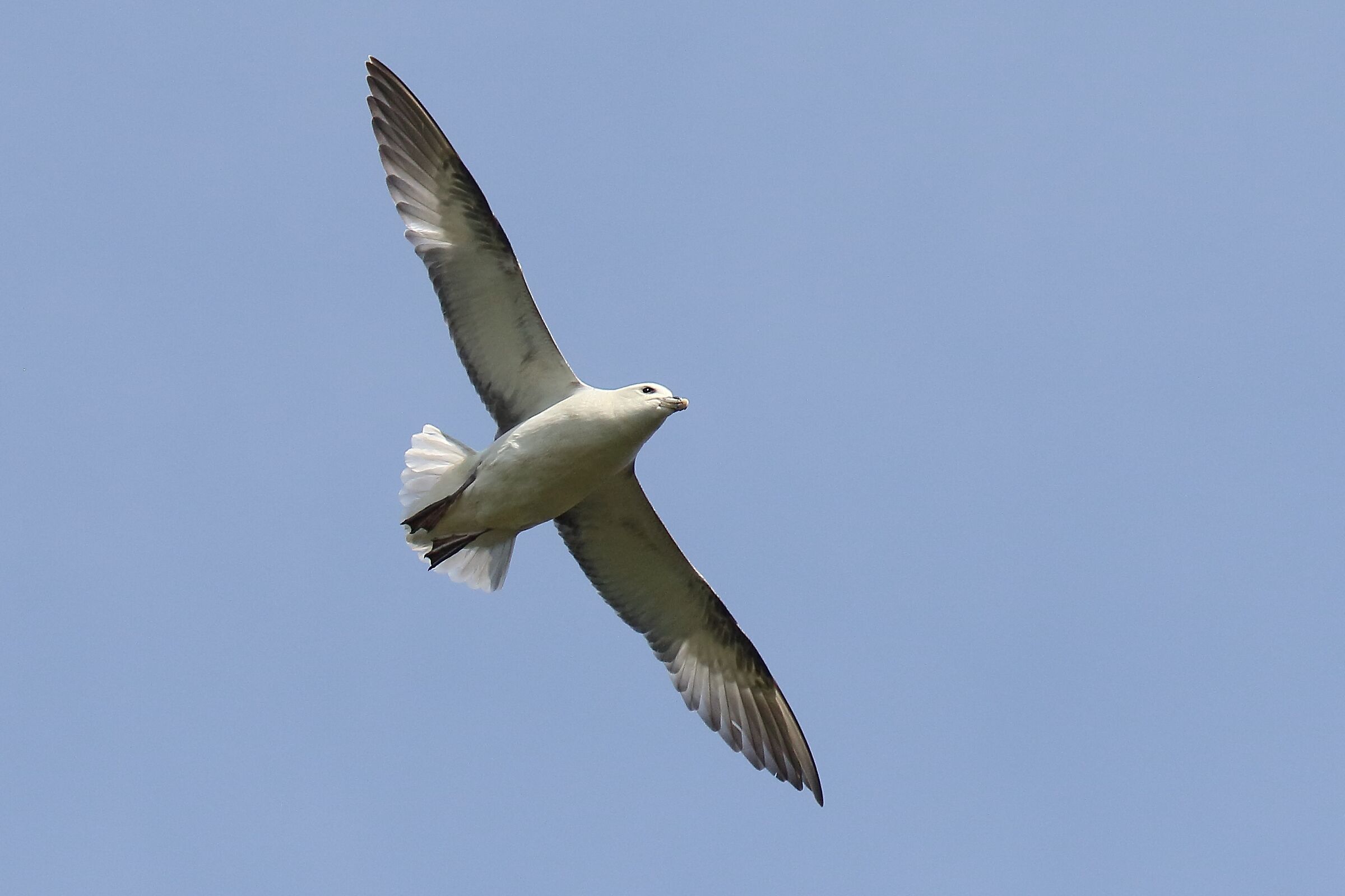Fulmar