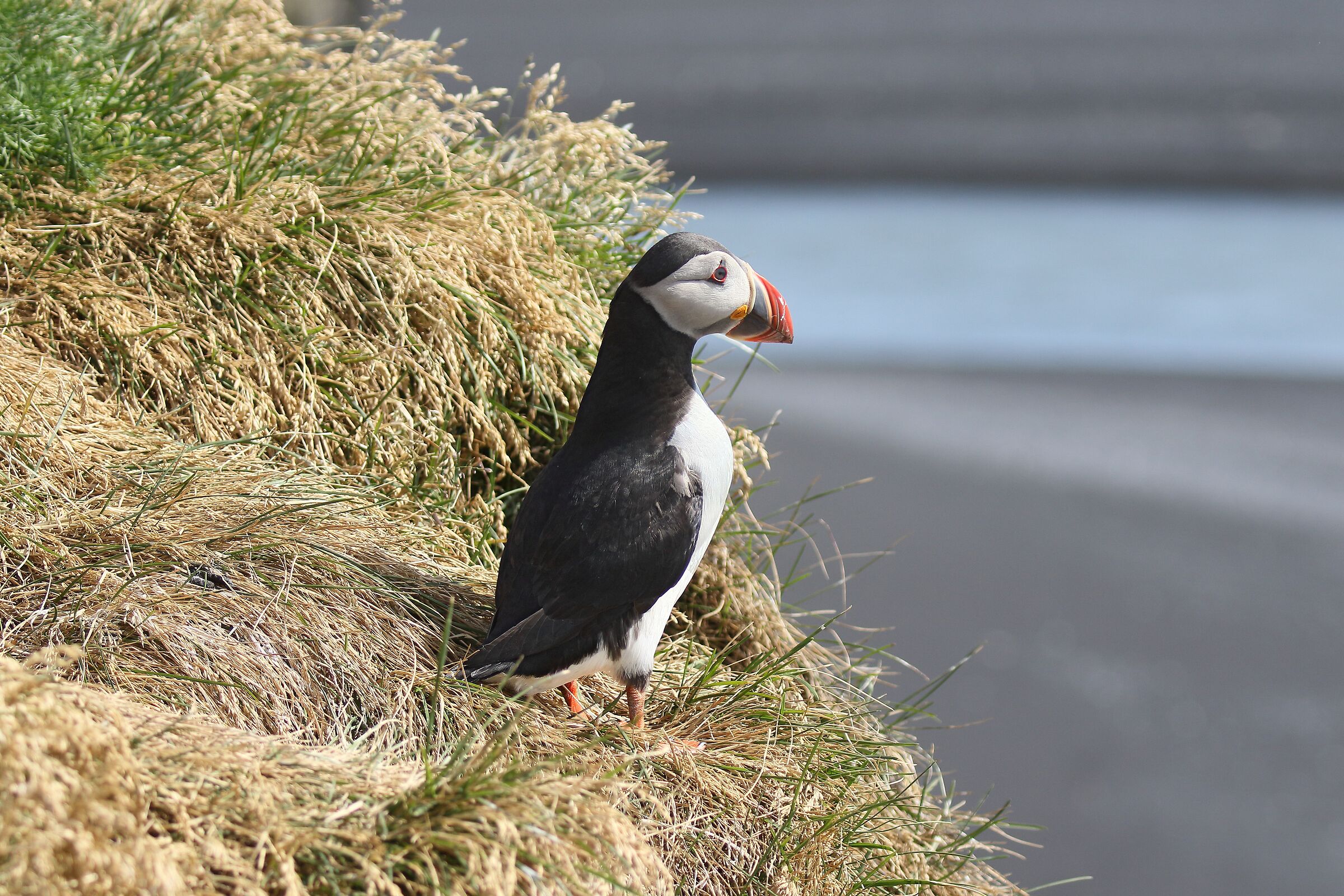 Puffin