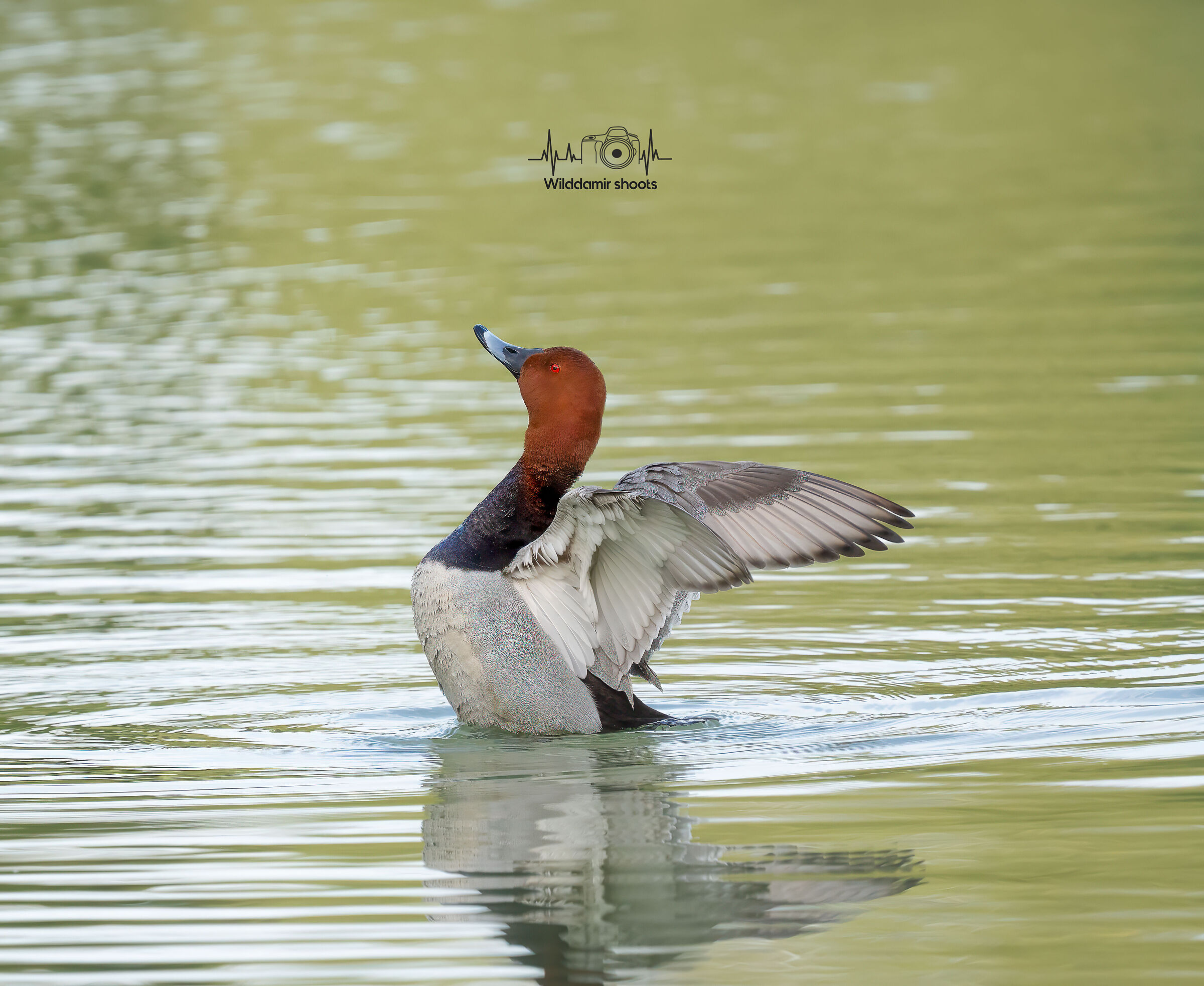 Common pochard