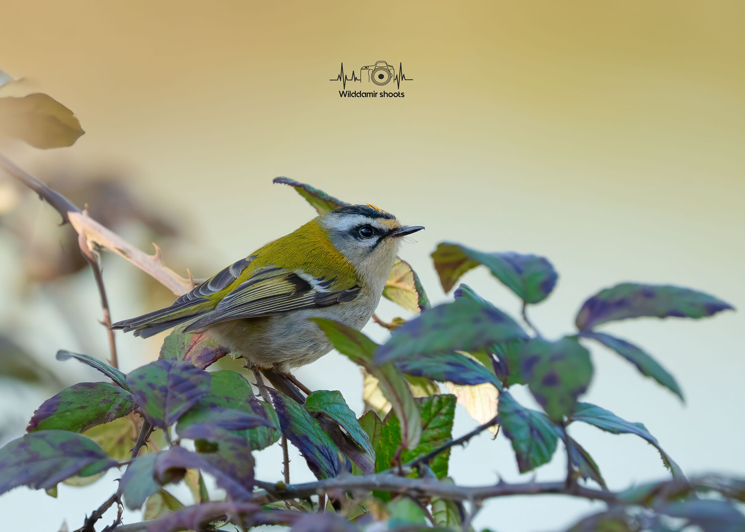 Firecrest