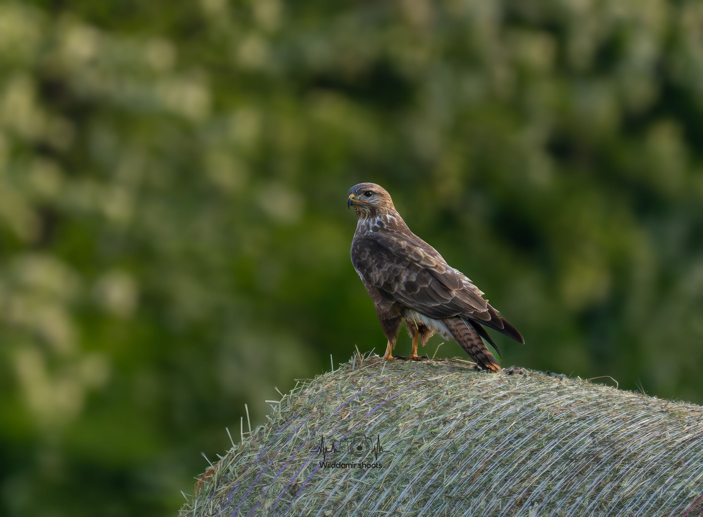 Buzzard