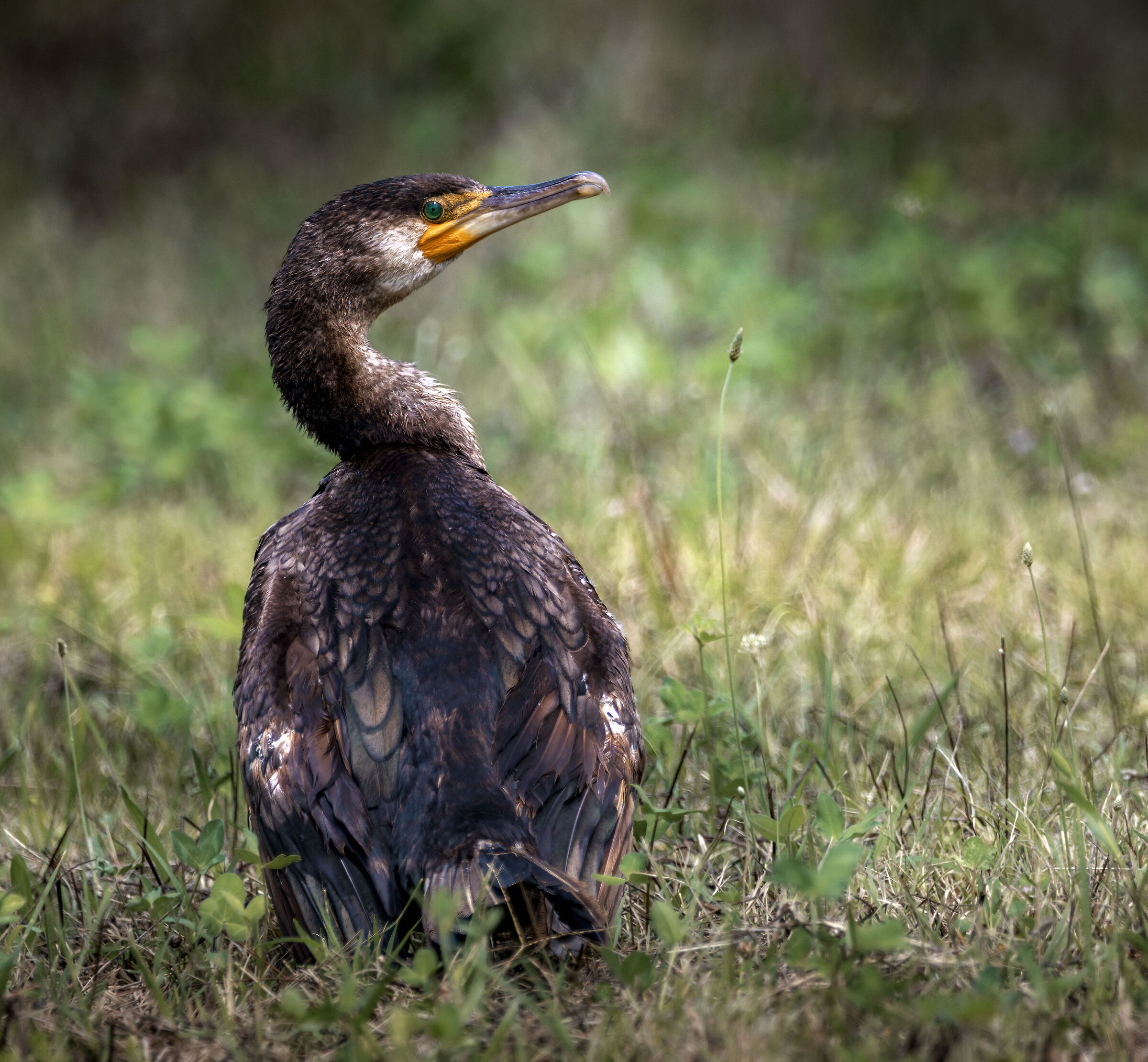 cormorano