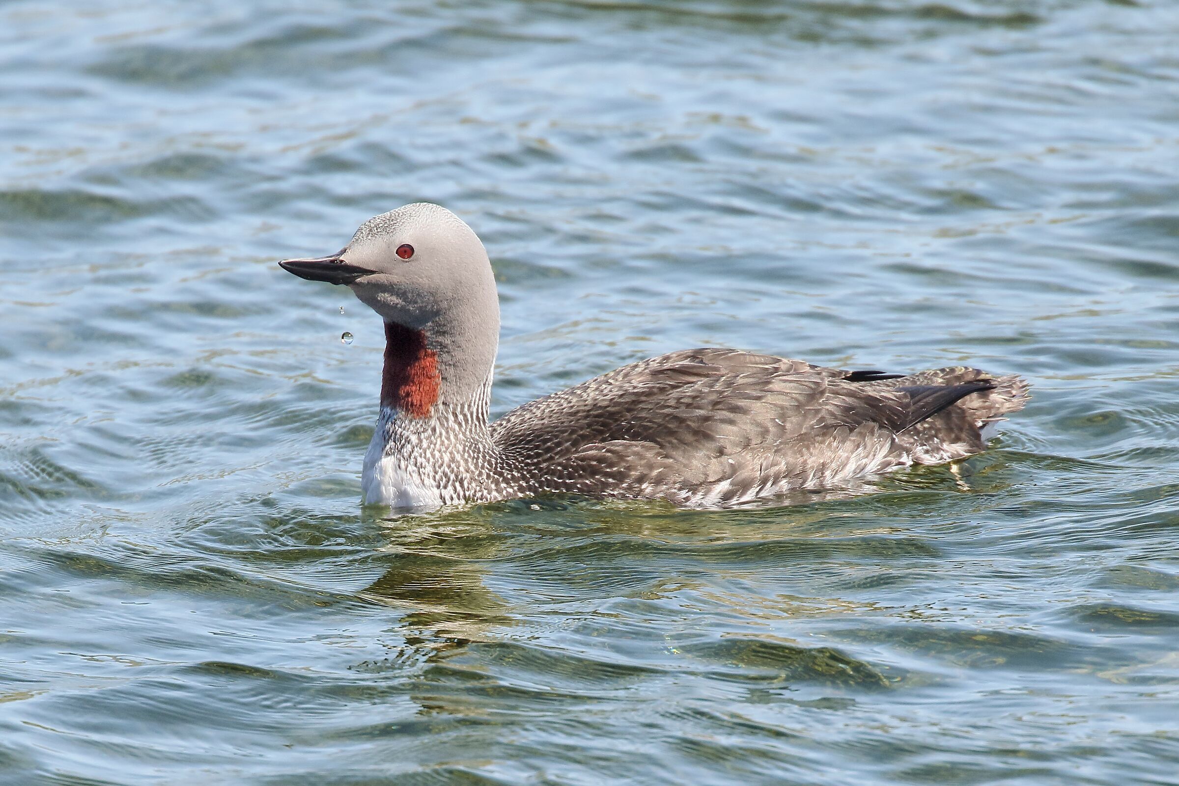 Red-throated diver