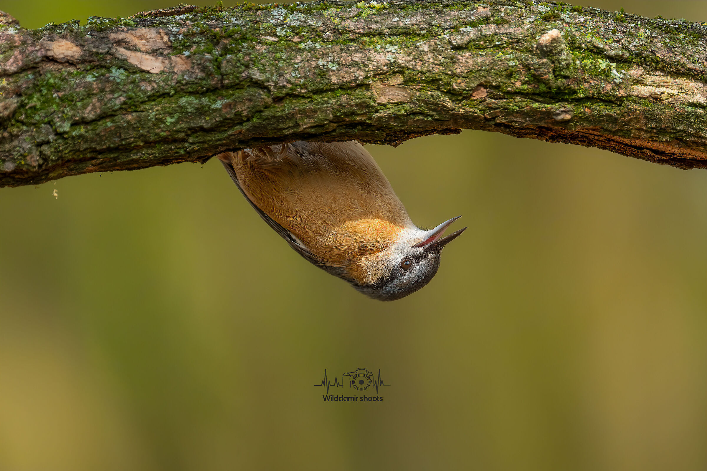 Wood nuthatch