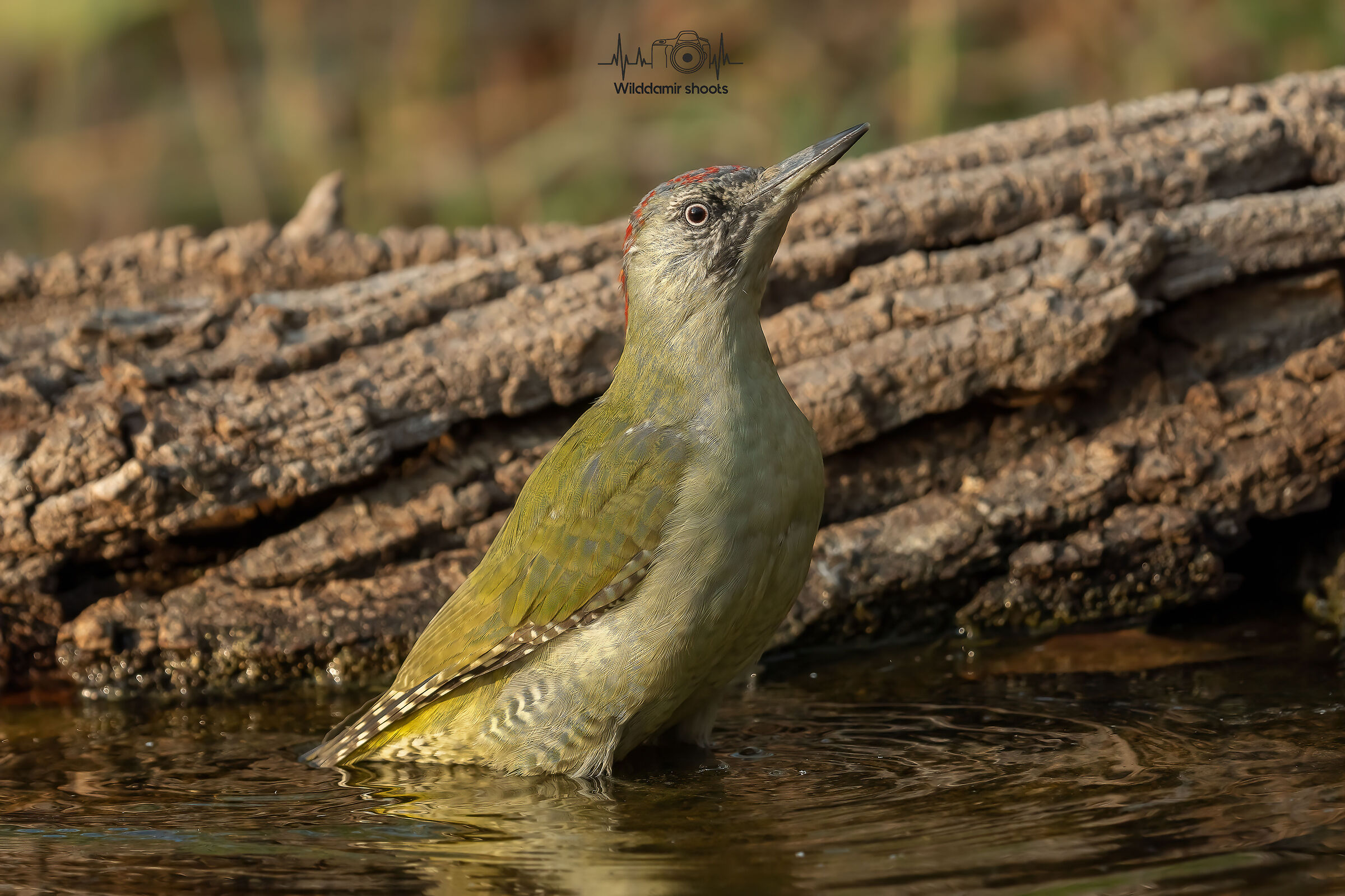 Green woodpecker bath