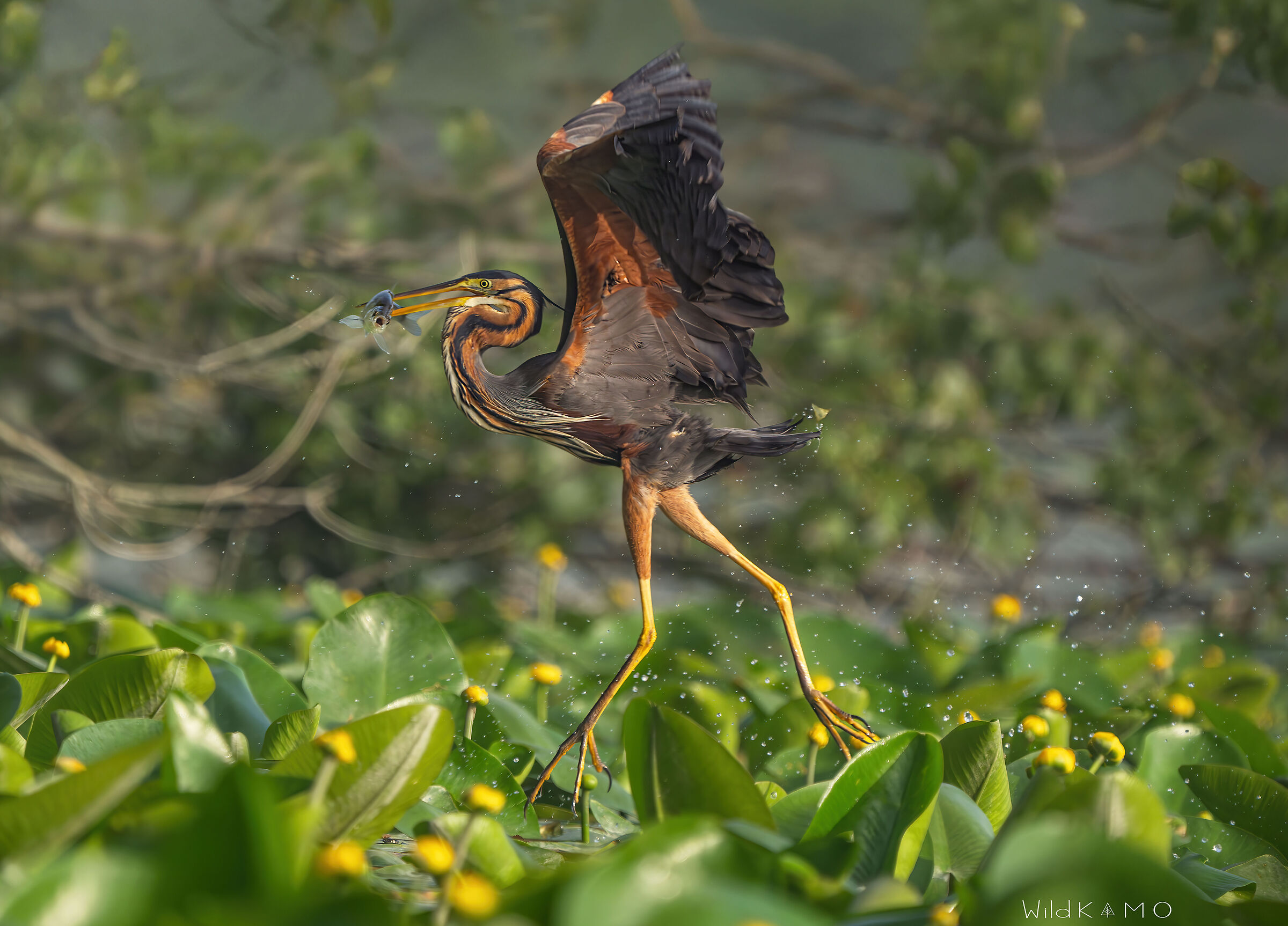 Precisione Infallibile