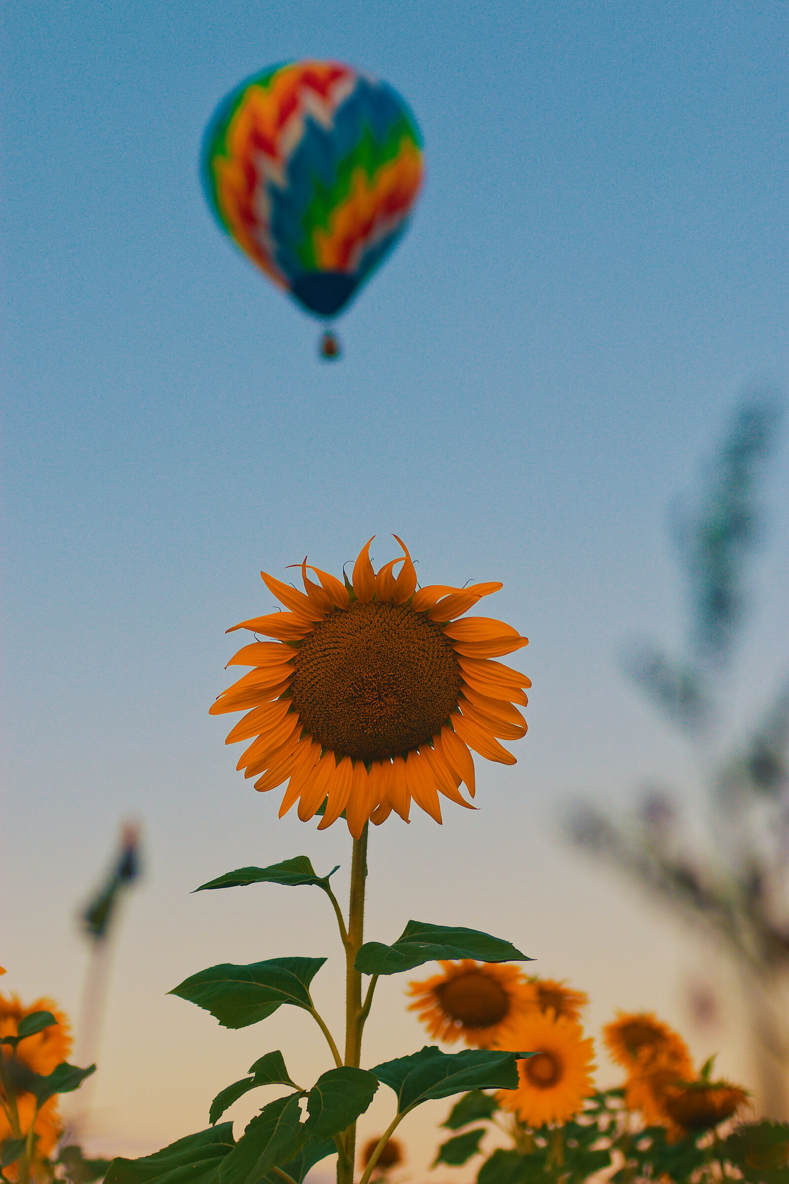 Girasole e mongolfiera