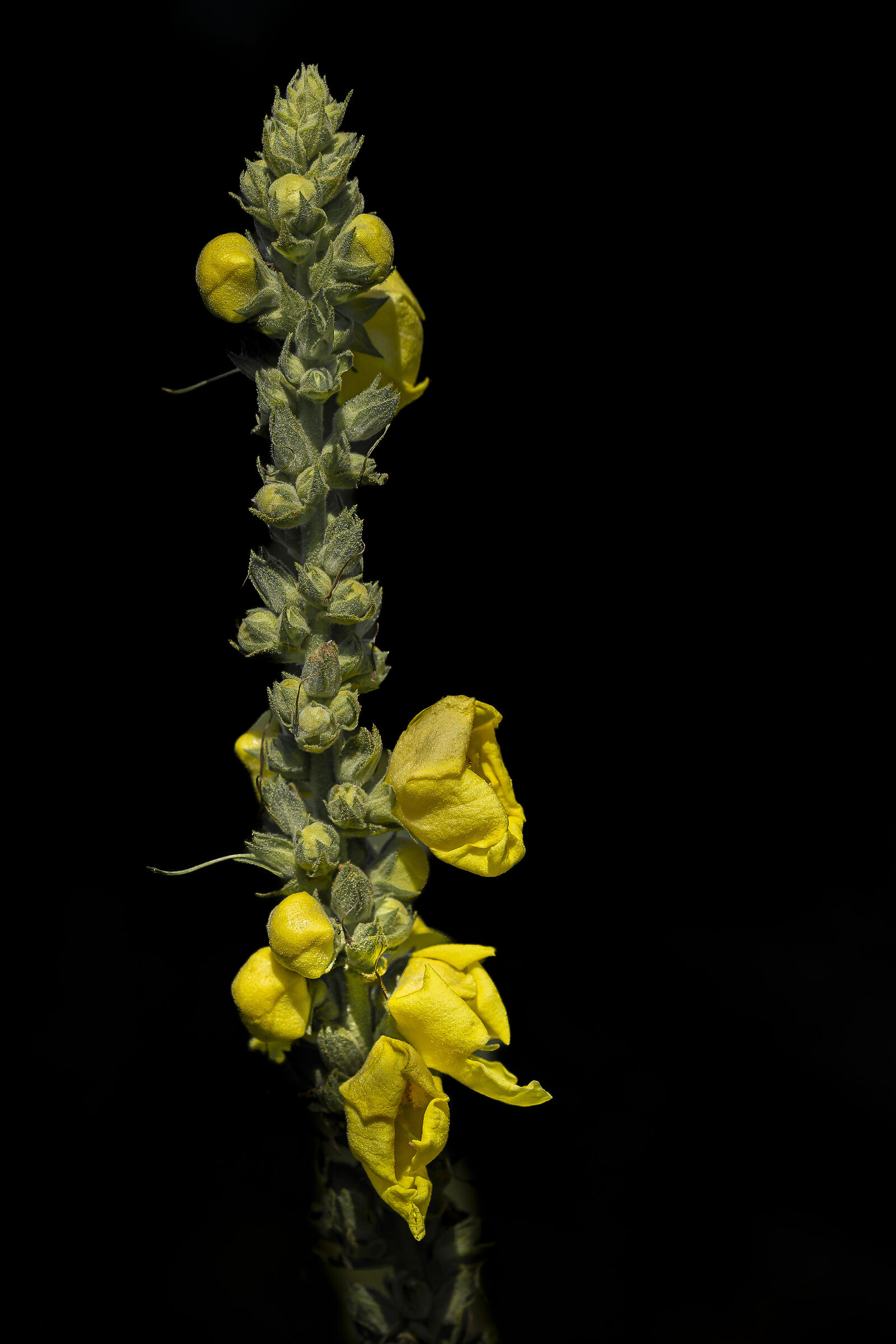 Spontaneous river flora