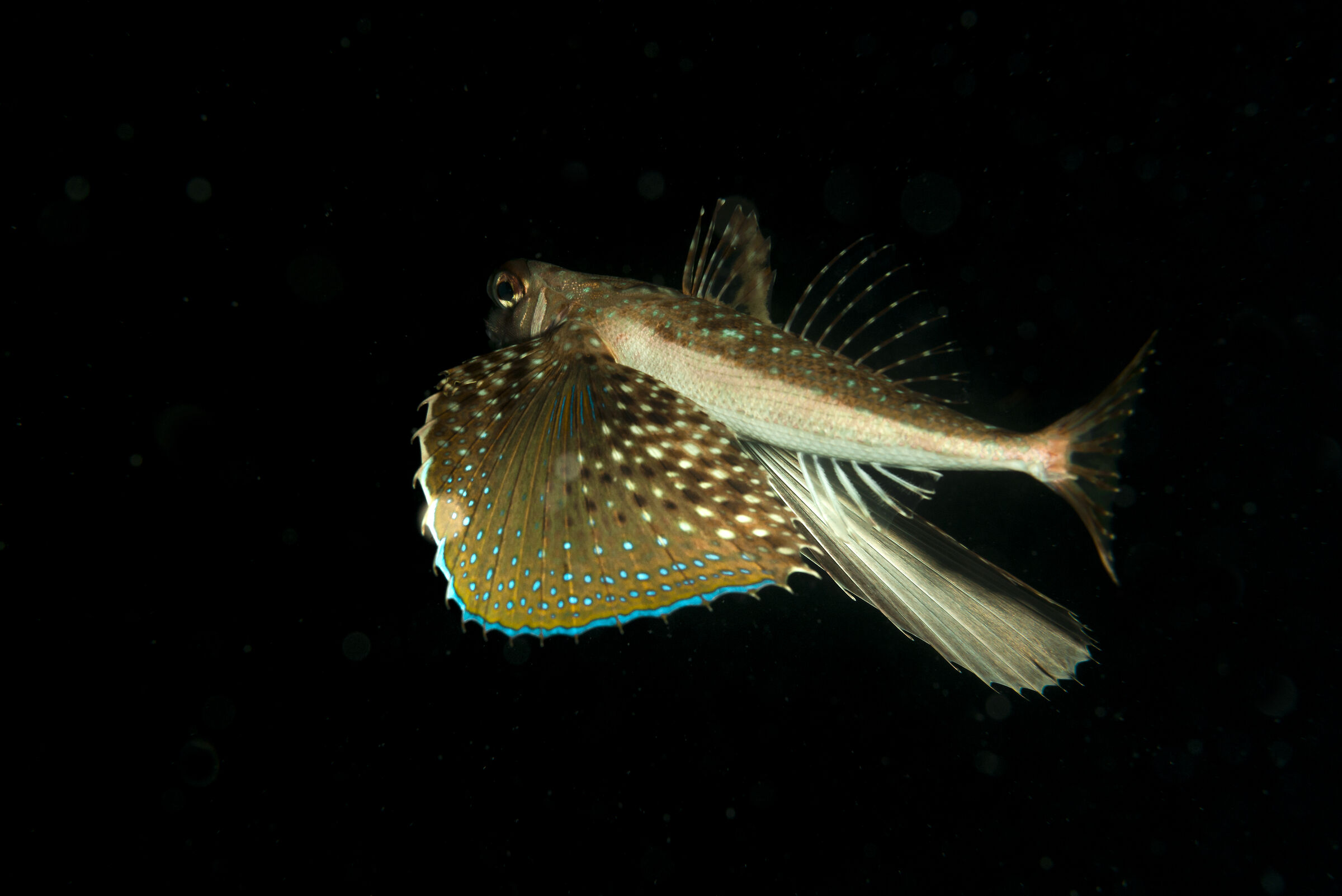 pesce civetta in notturna