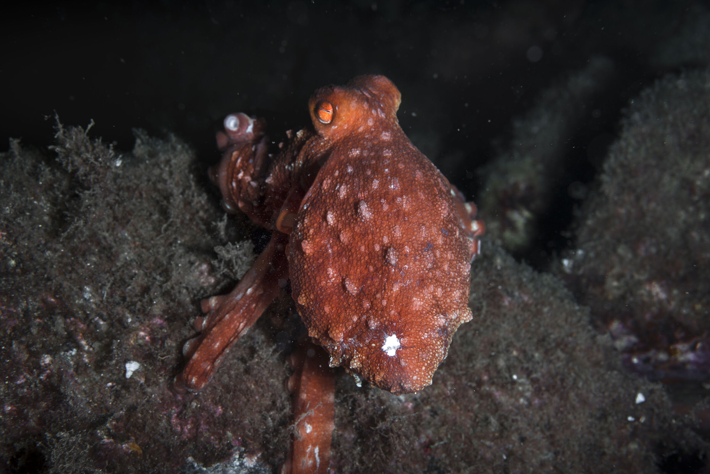 polpessa in notturna