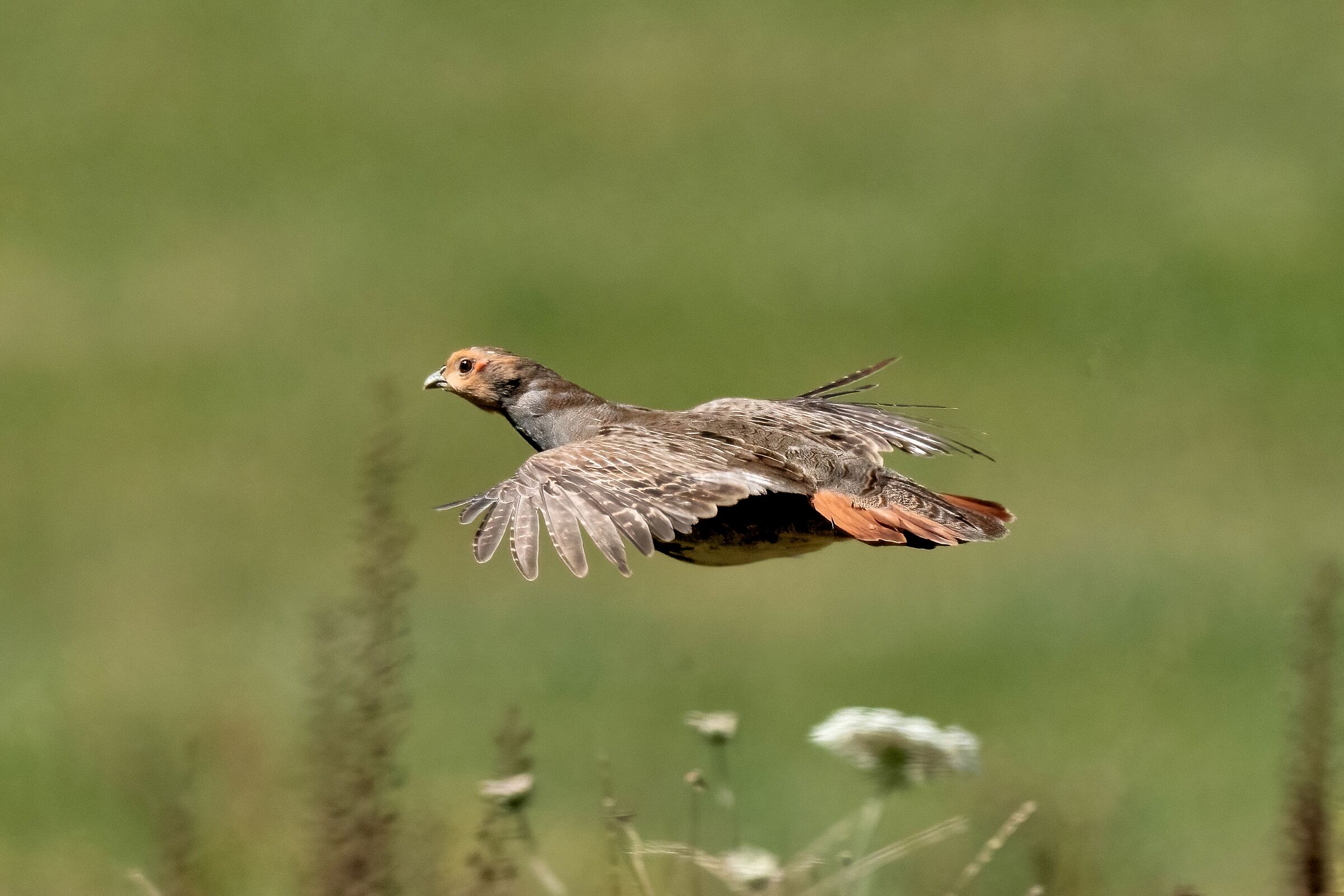 Partridge (Perdix perdix)