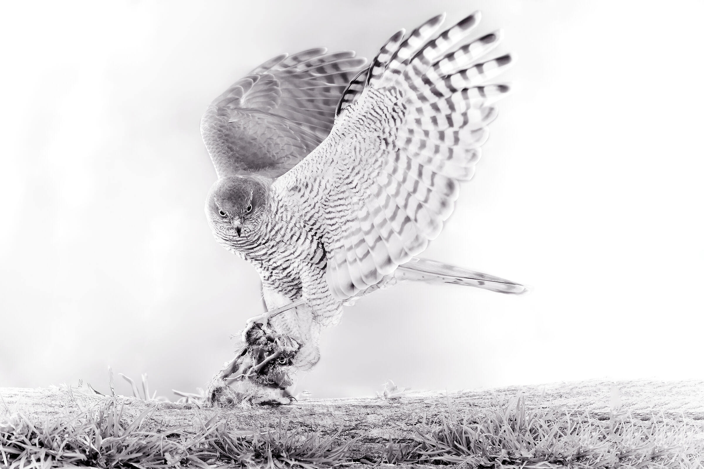 Sparviere &female;