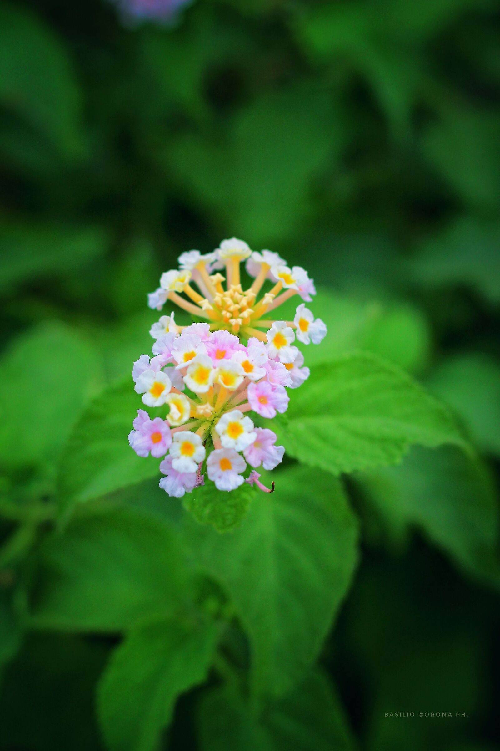 "Street photography"