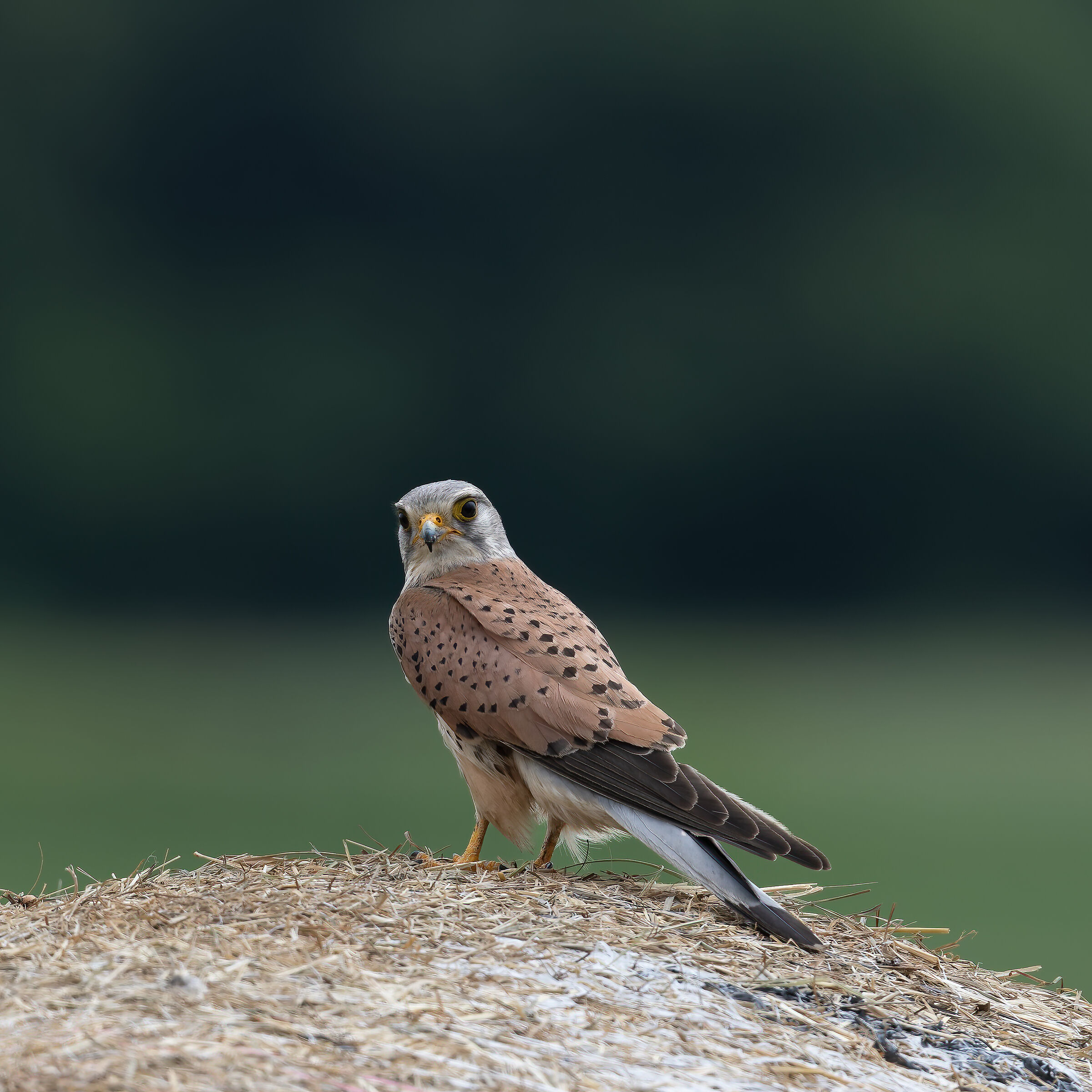 Kestrel