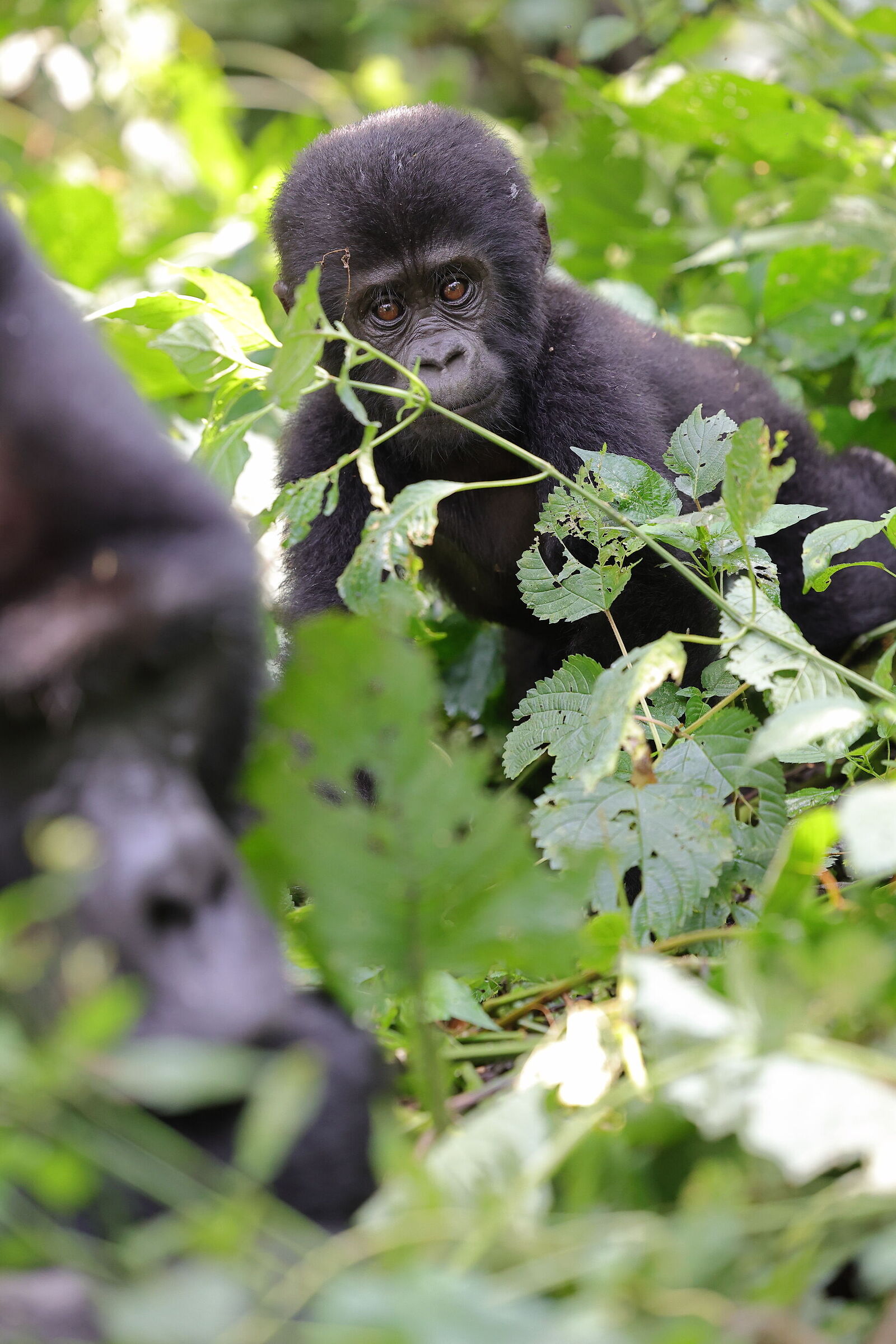Young mountain gorilla looks at his father