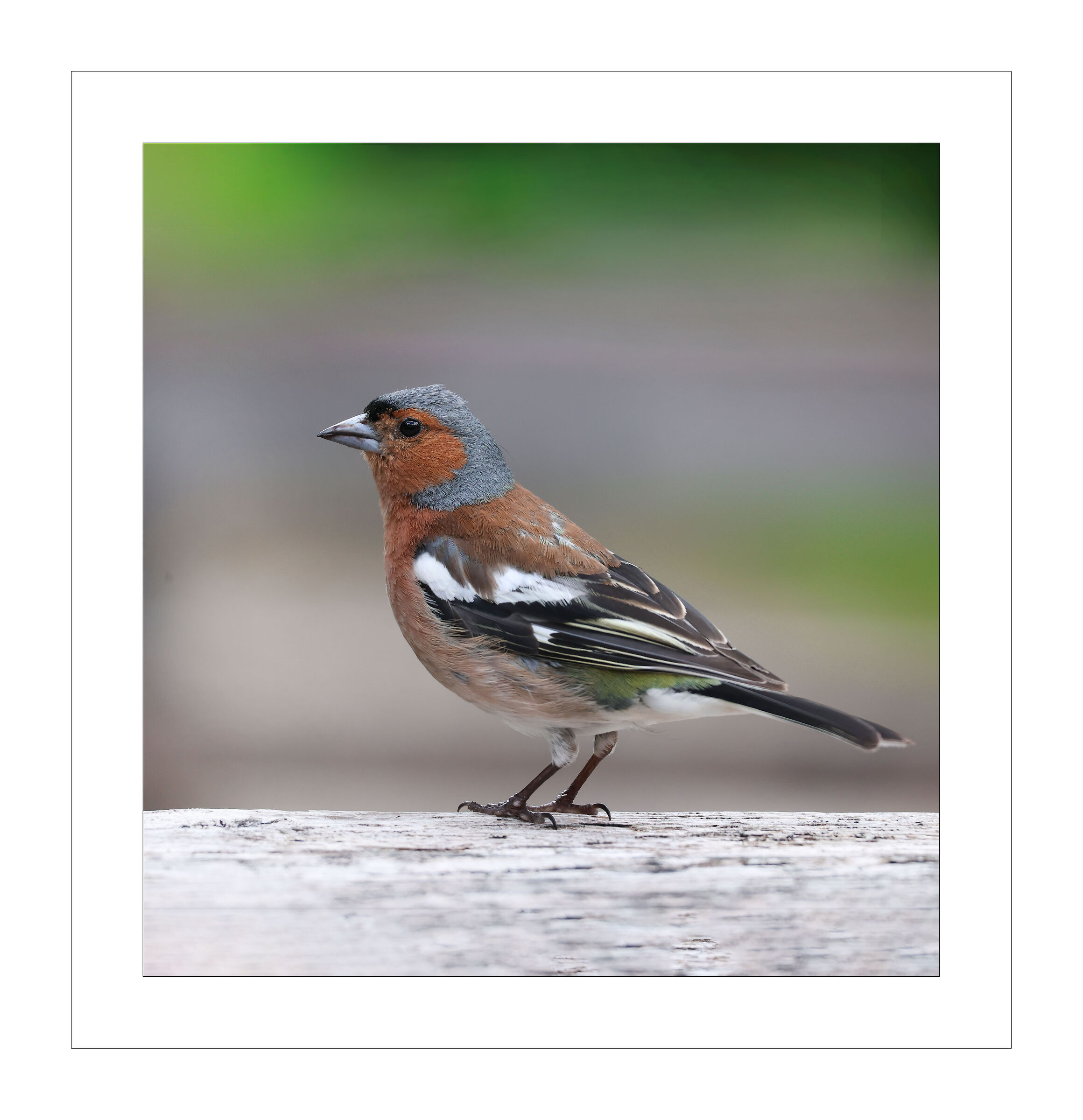 Chaffinch m. 2