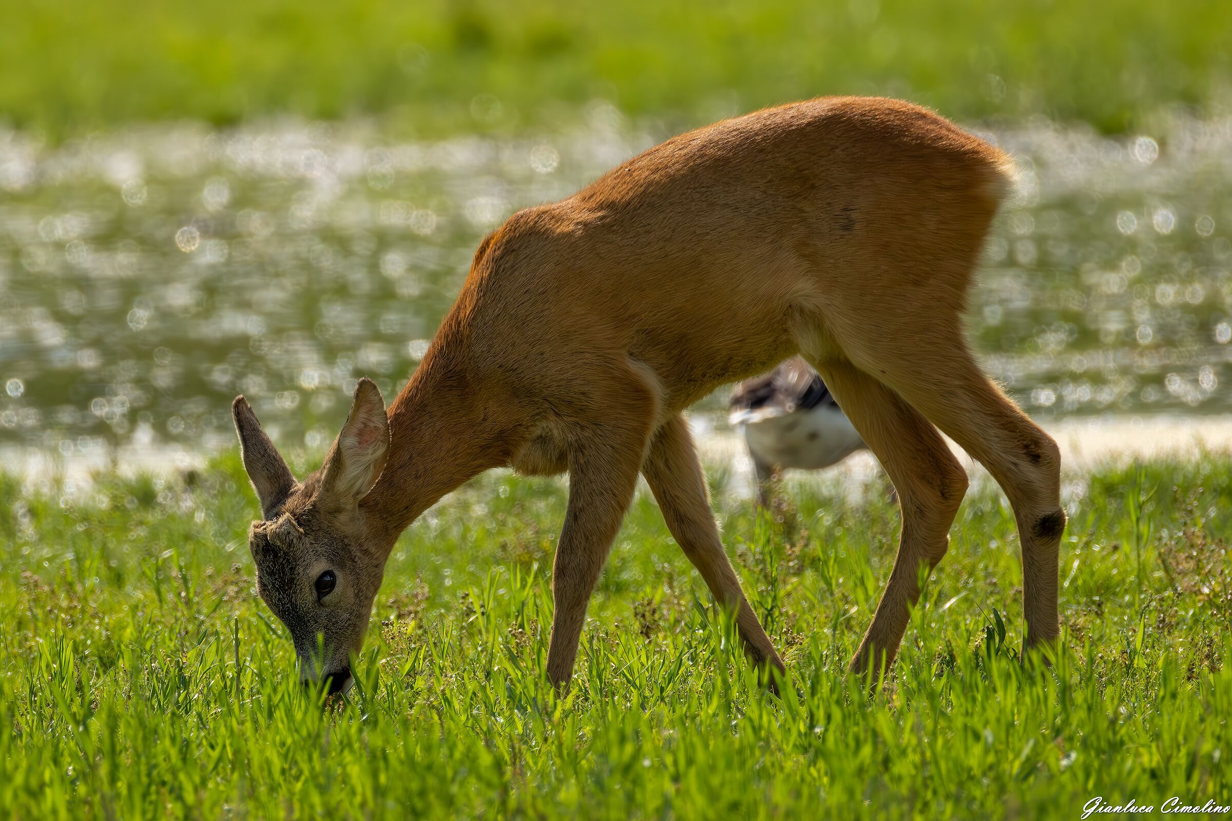 Giovane Capriolo, Capreolus Capreolus.