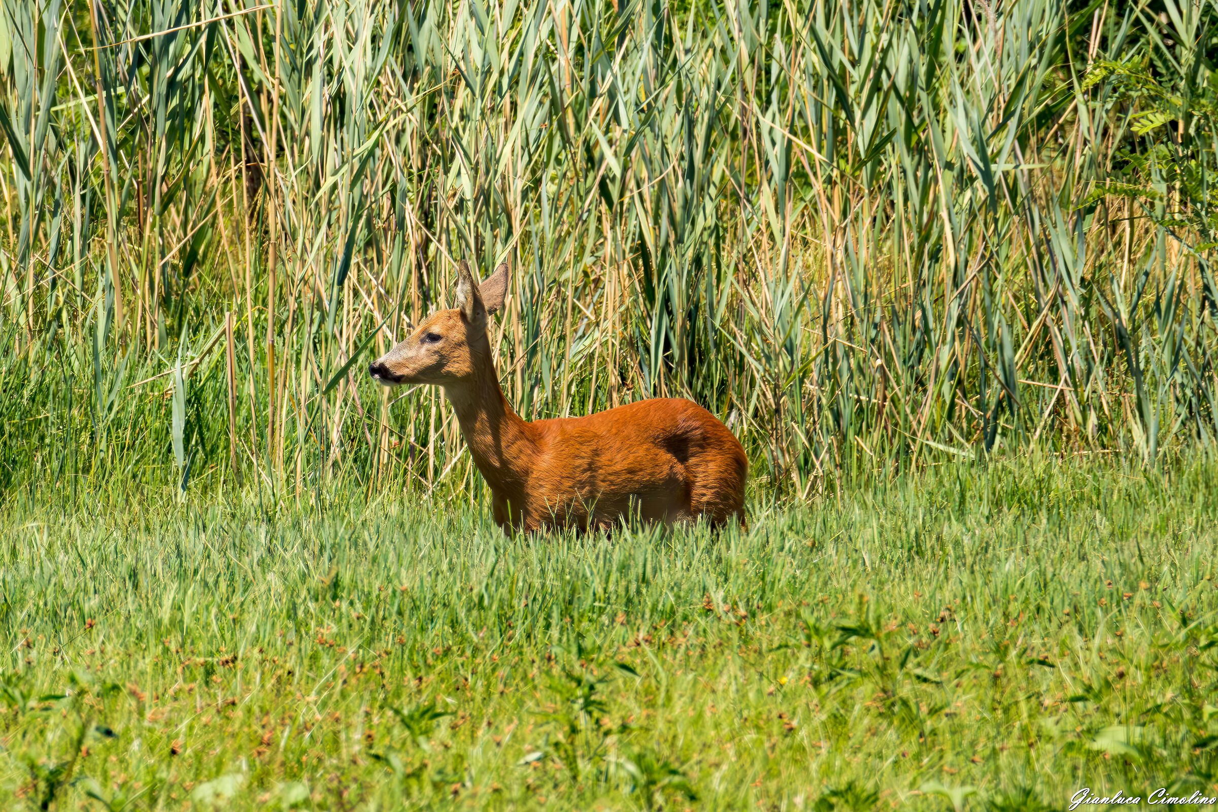 Capriolo, Capreolus Capreolus