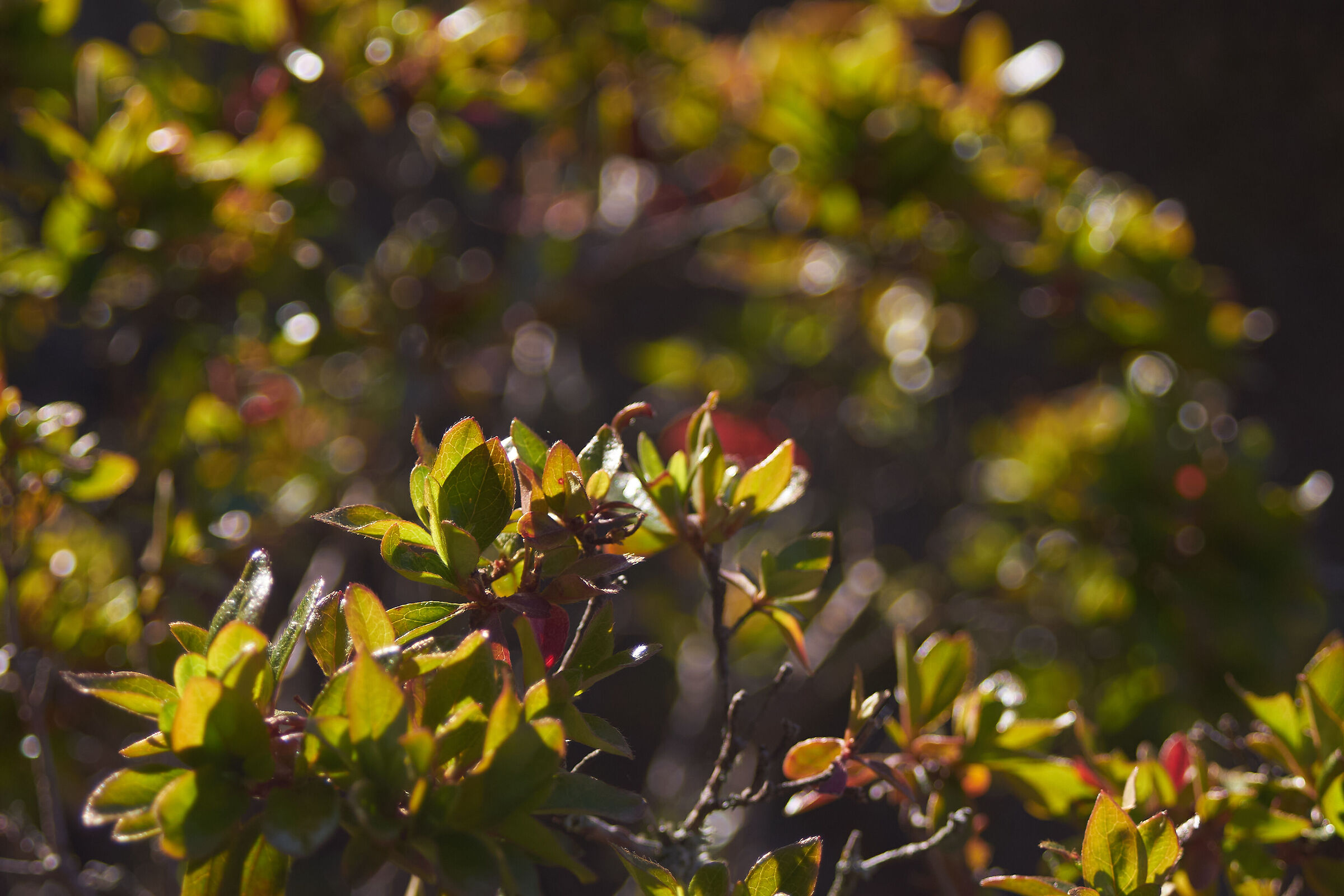 Leaves in sunlight 1