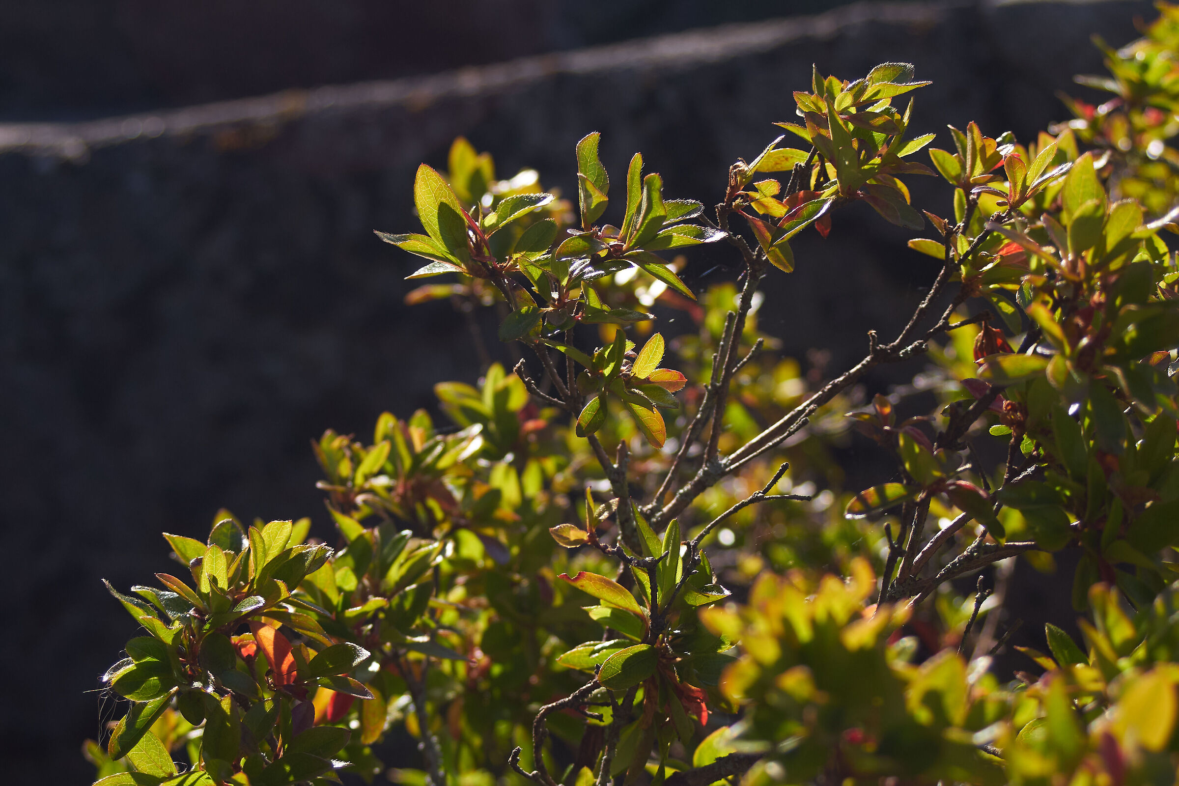 leaves in sunlight 2