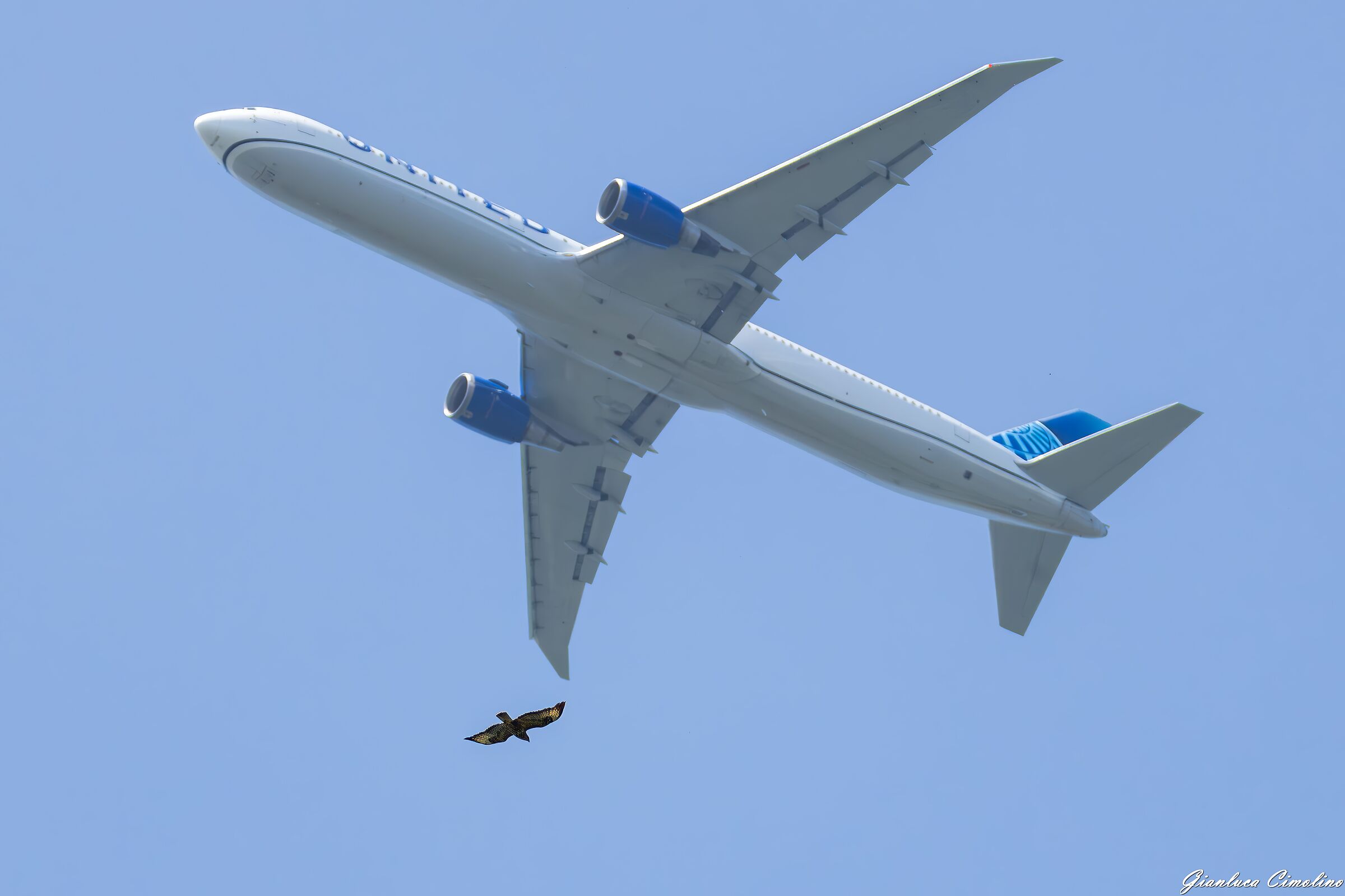 Buzzard vs Boeing 787