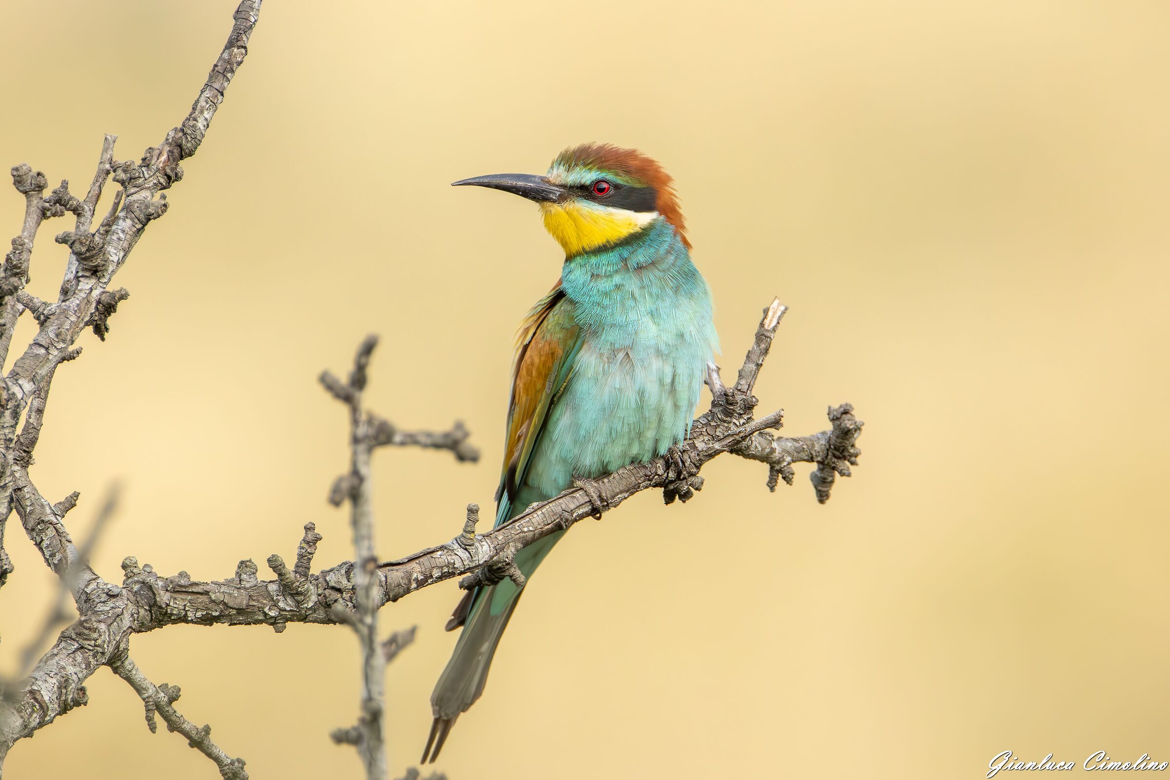 Gruccione, Merops Apiaster.
