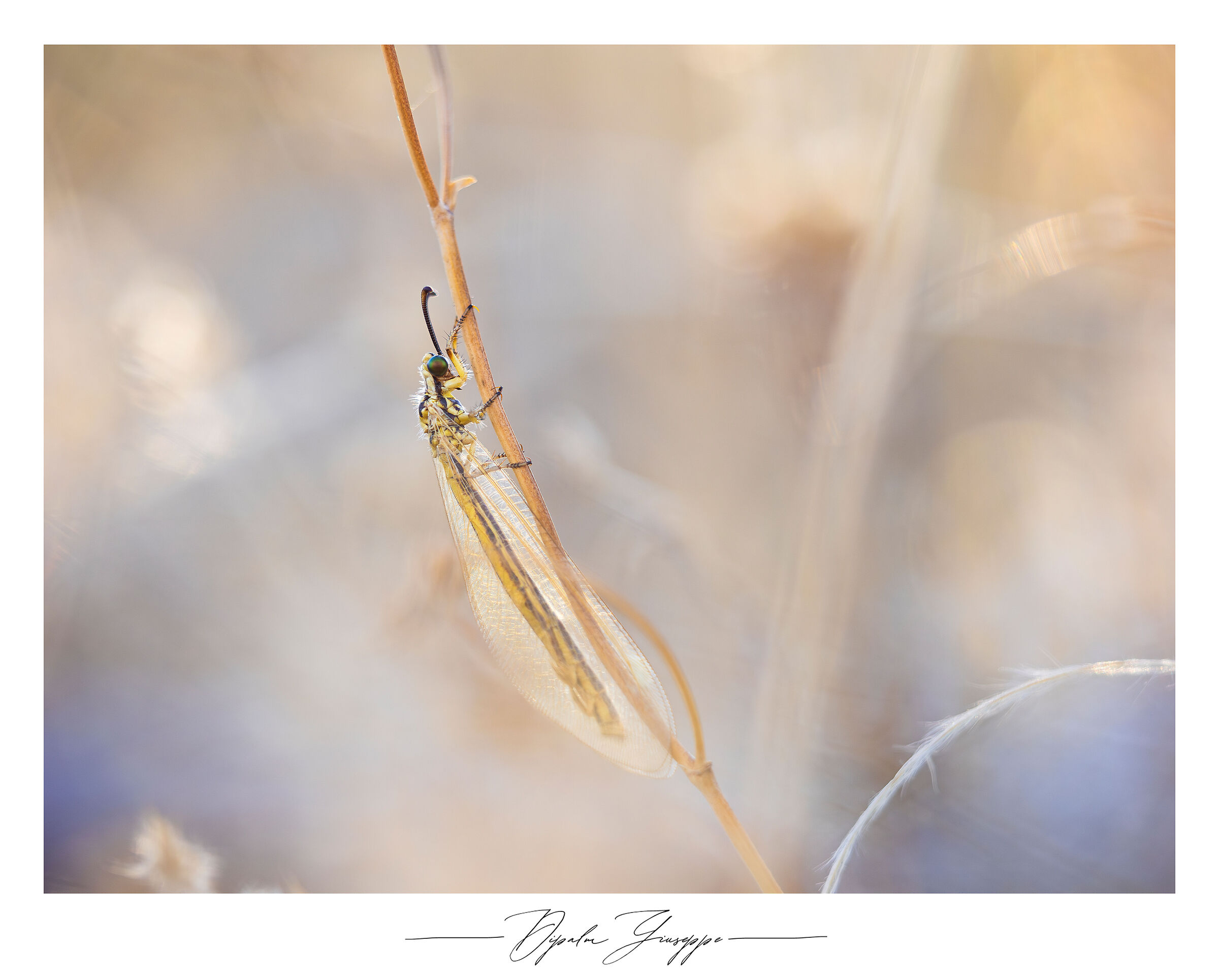 Myrmecaelurus trigammus