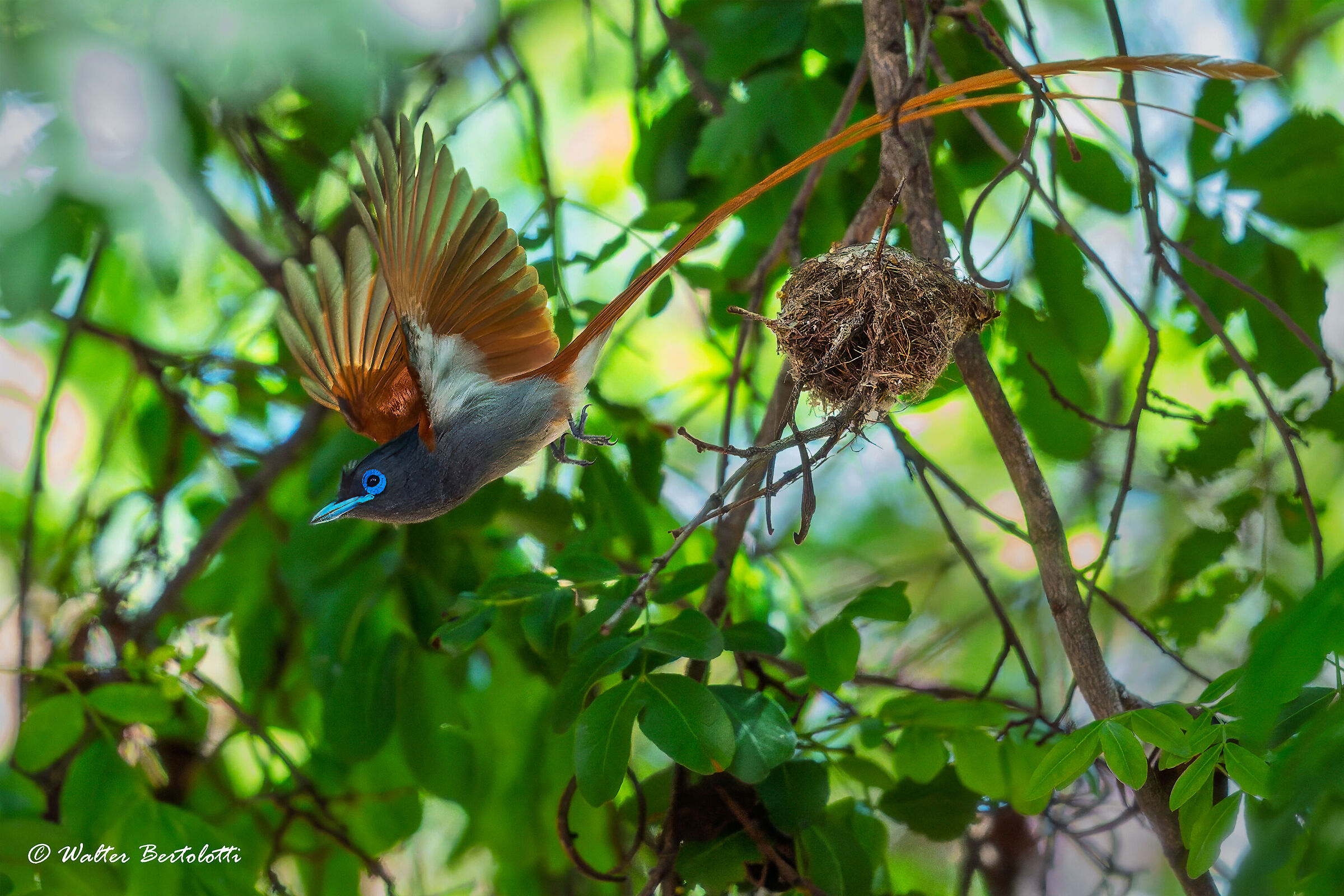 pigliamosche del paradiso africano