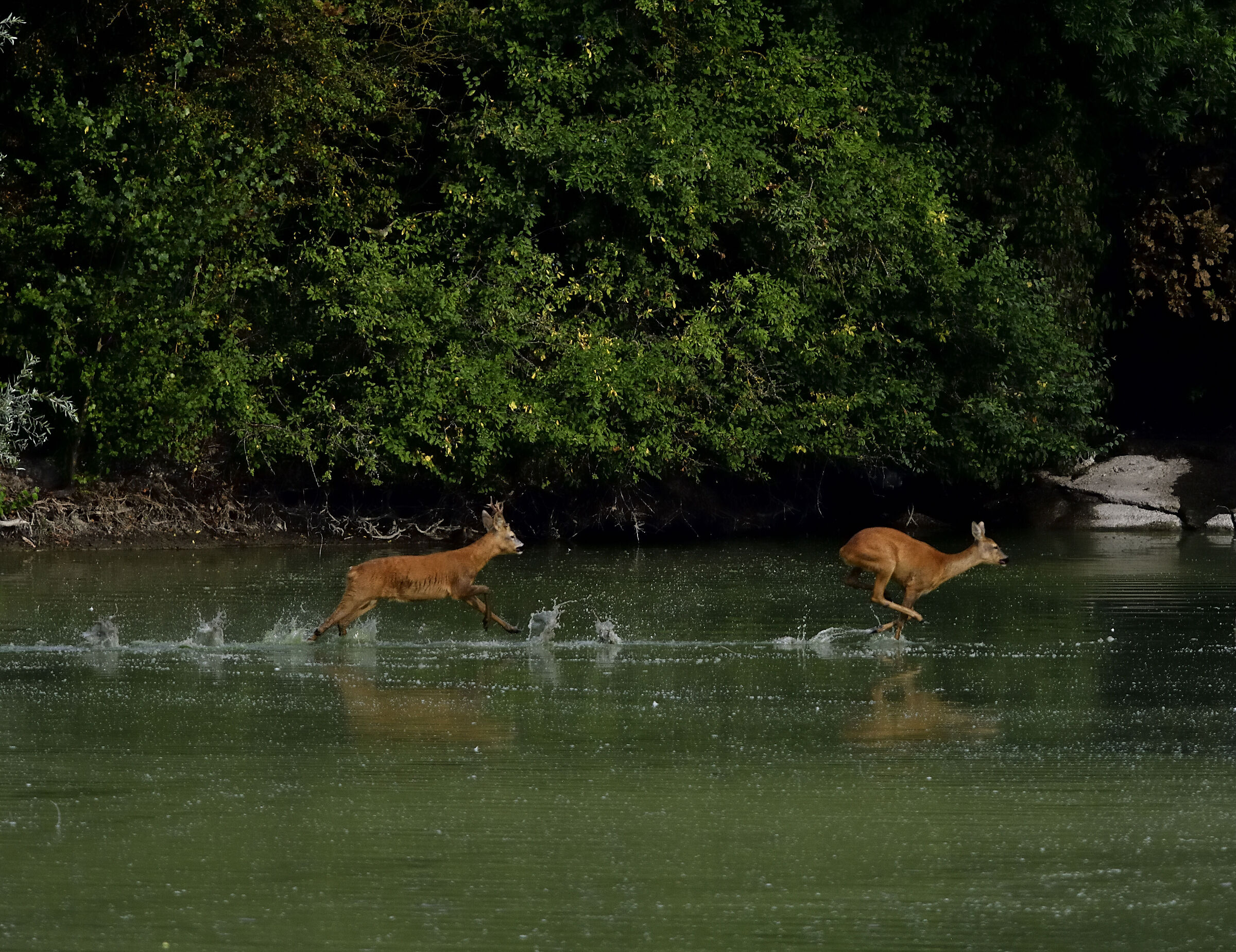 Roe deer