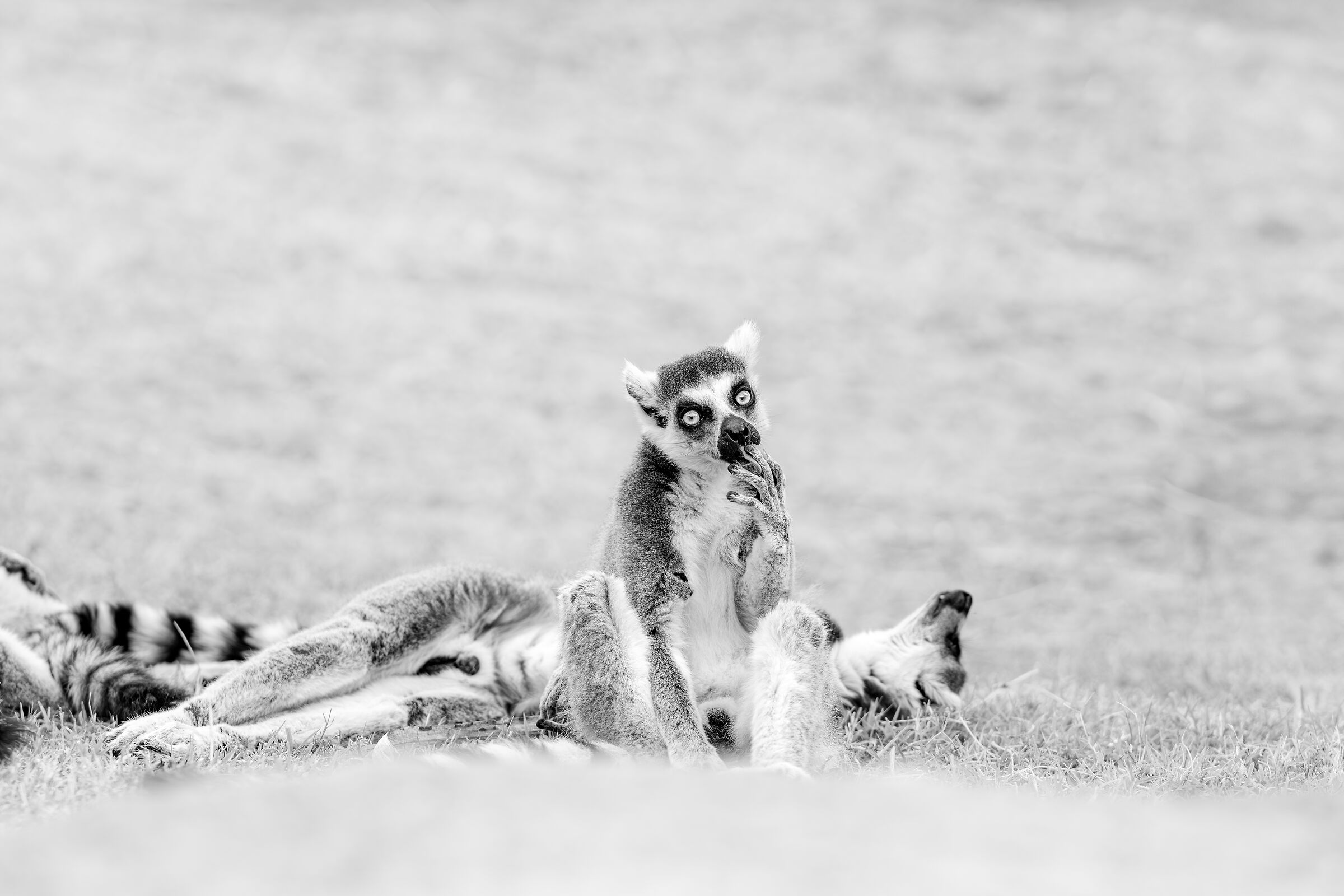 Madagascar Lemur pack chilling