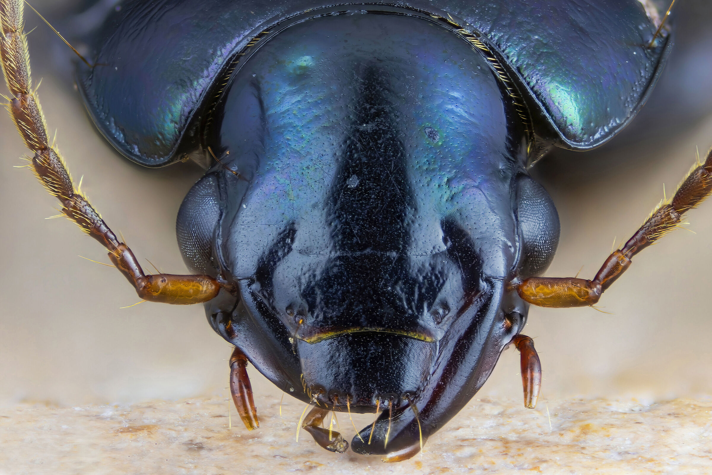 Carabidae