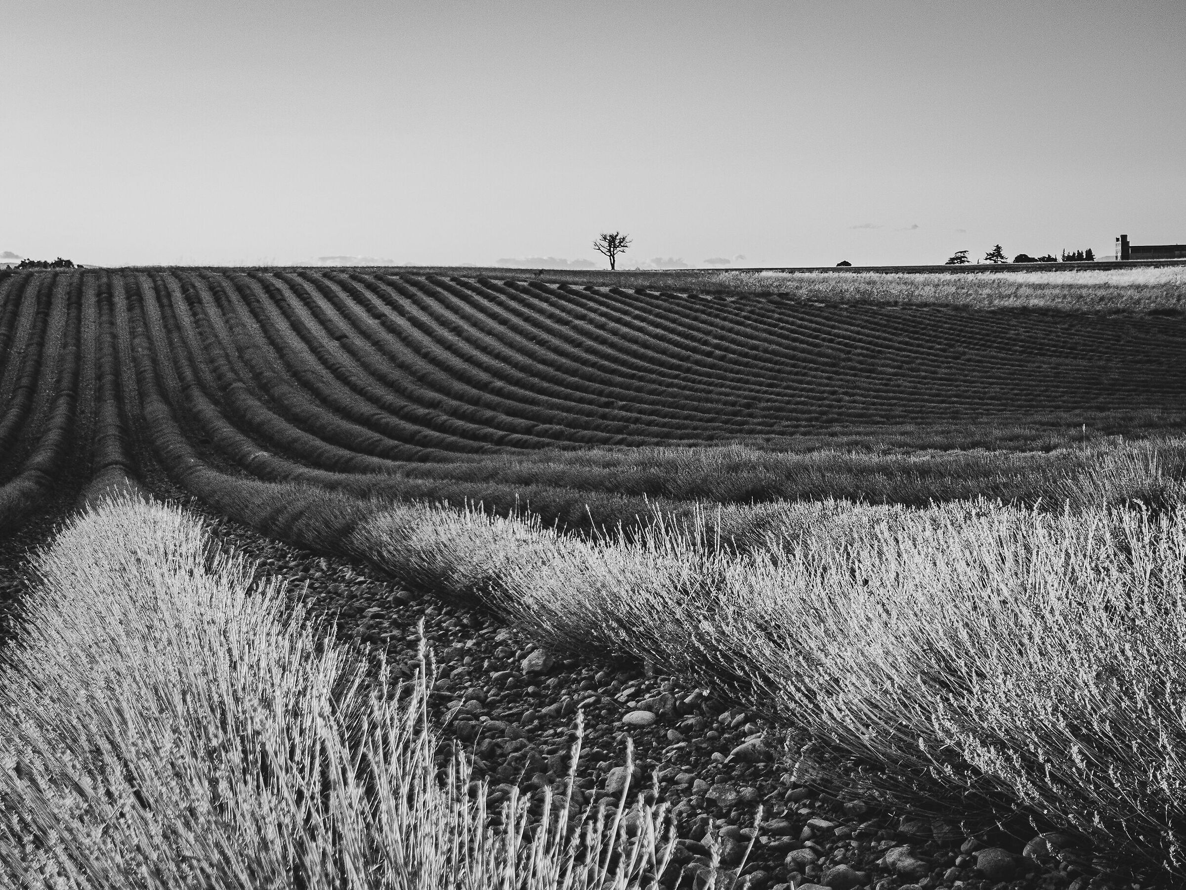 Valensole, campi di lavanda