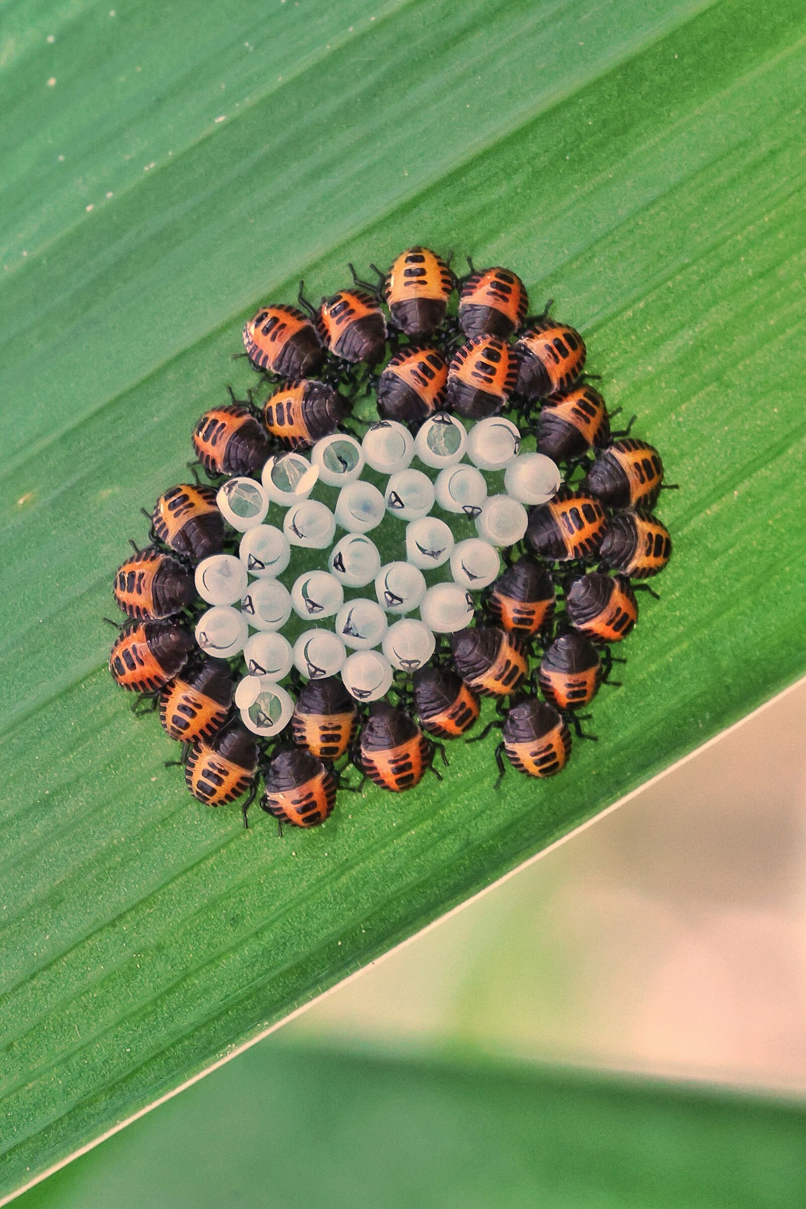 Halyomorpha halys _ nymphs and eggs