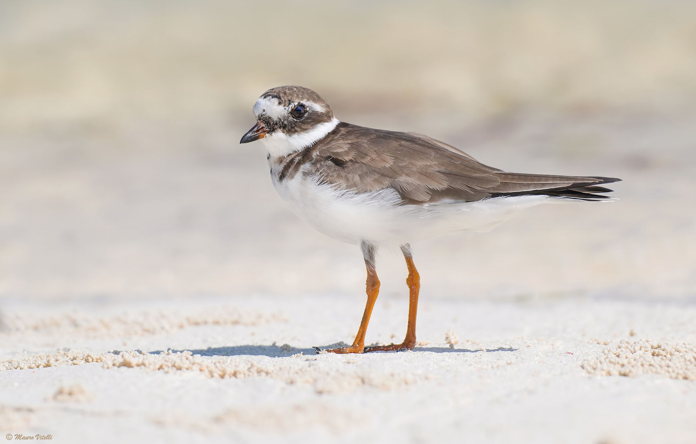 Ringed Plover (Charadrius hiaticula)