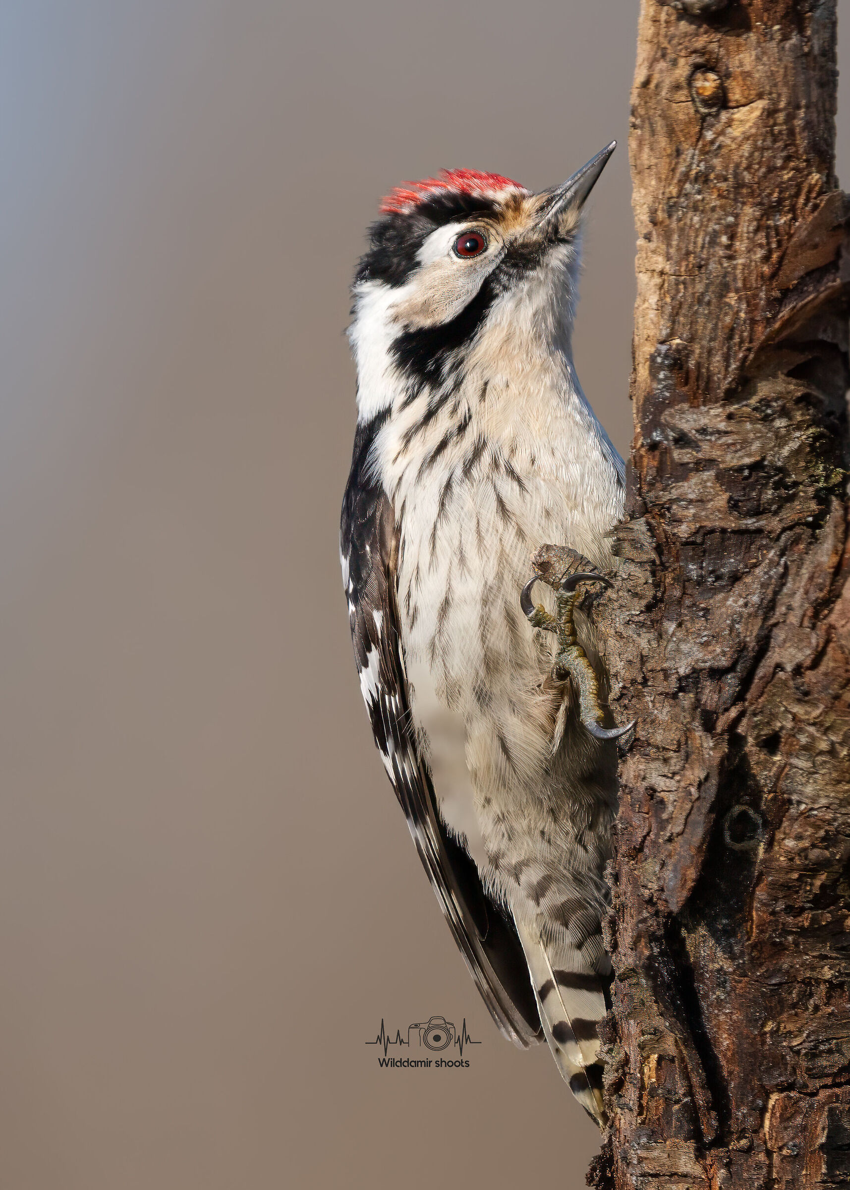 Lesser Spotted Woodpecker