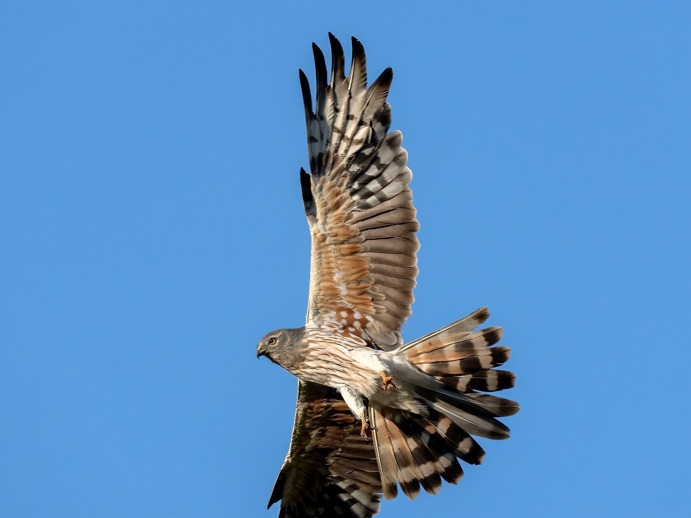 Montagu's Harrier (Circus pygargus)