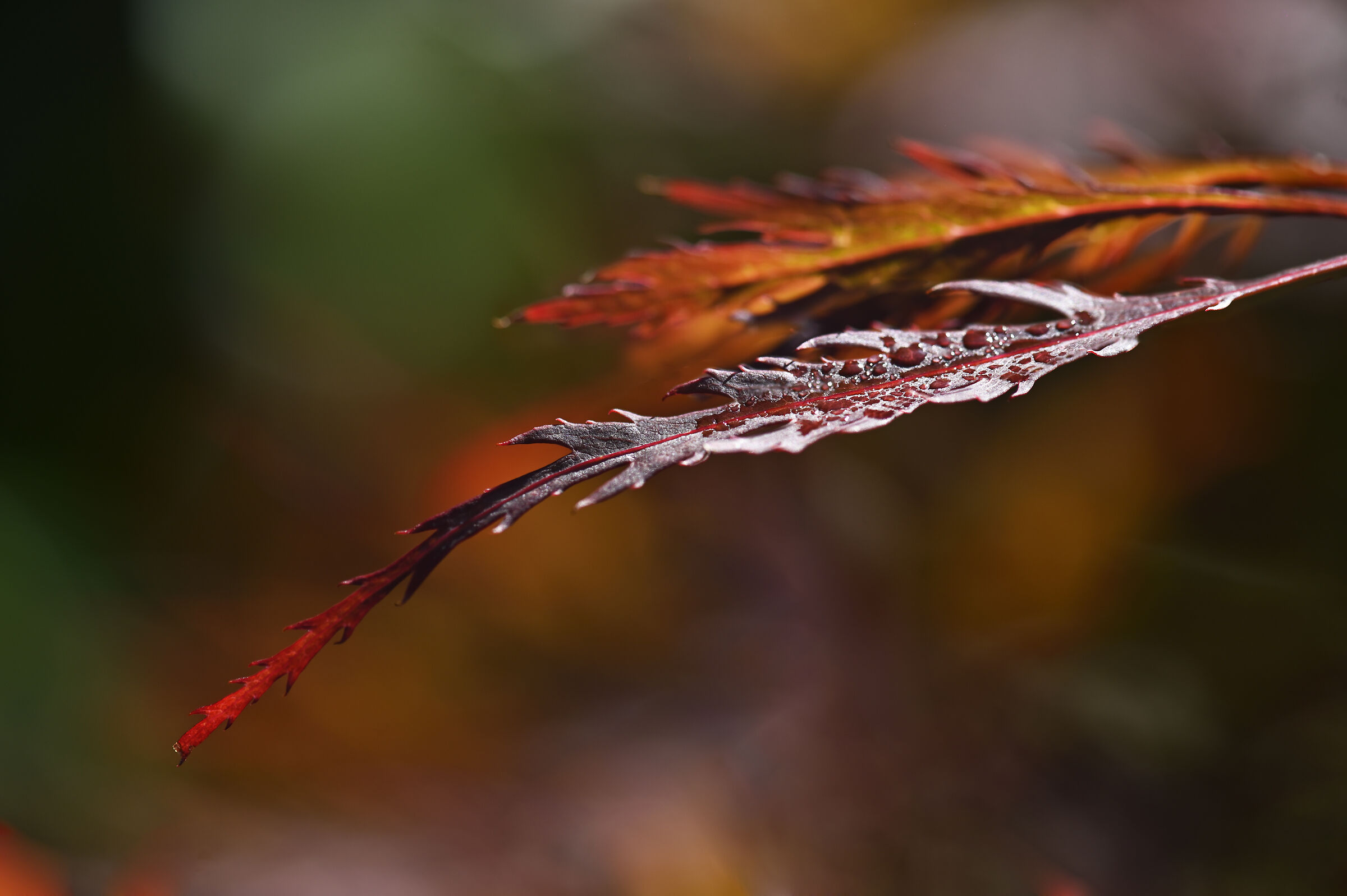 First spokes on Japanese maple