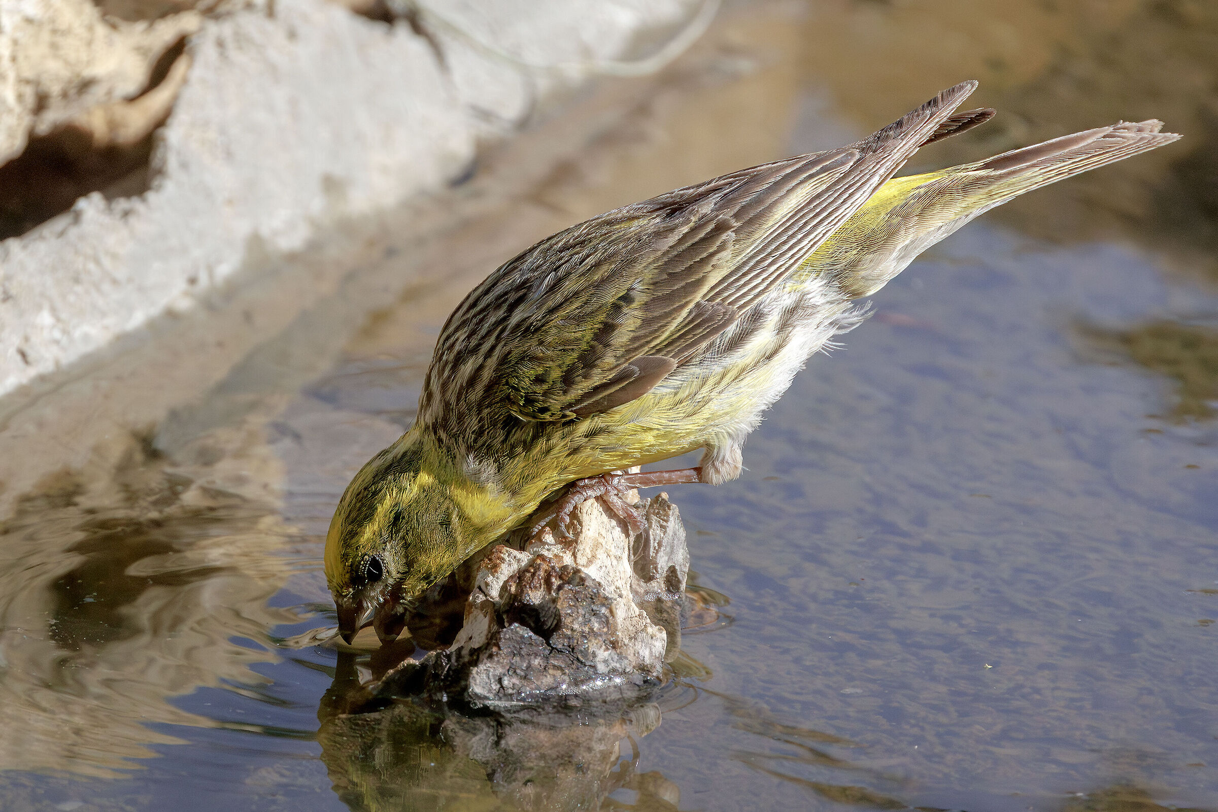 Zigolo giallo