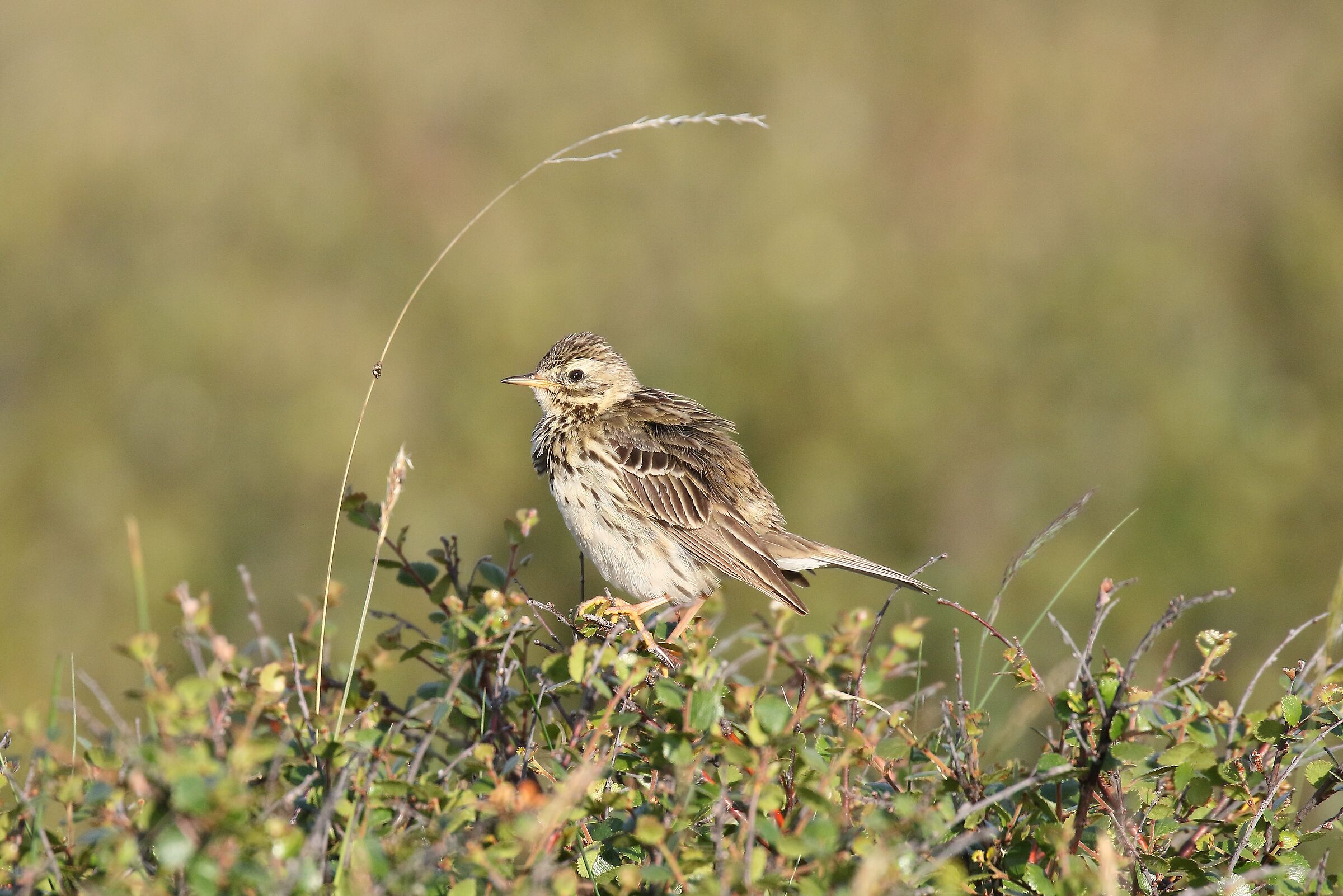 Meadow pipit