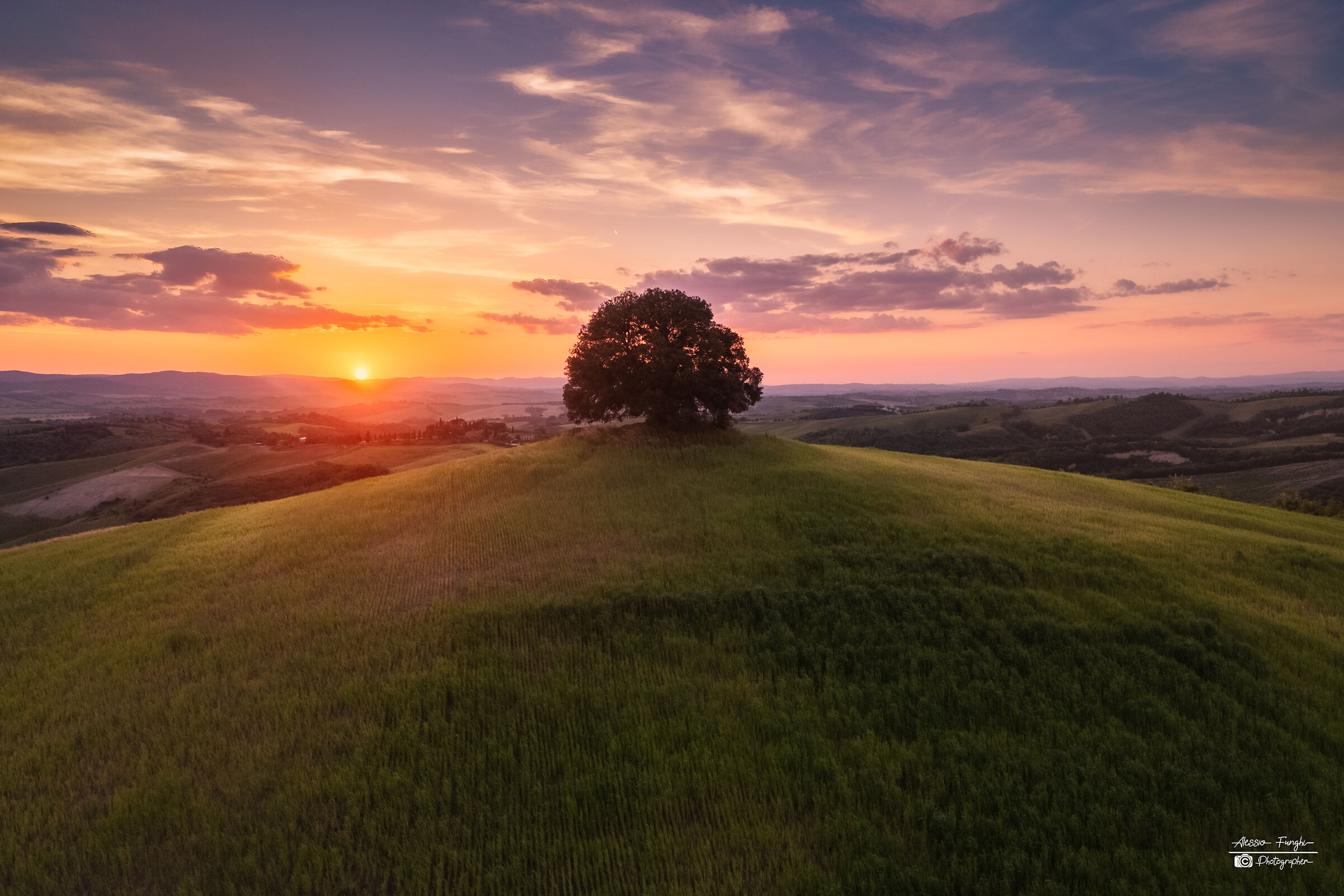 Holm oak of Pieve a Salti