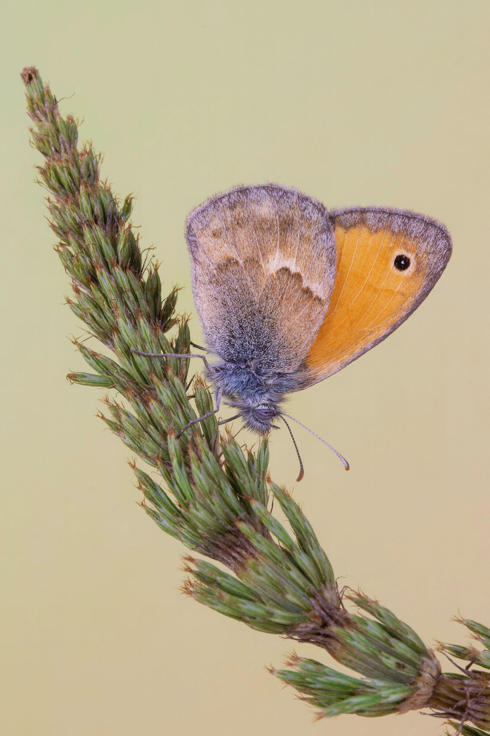 Coenonympha pamphilus