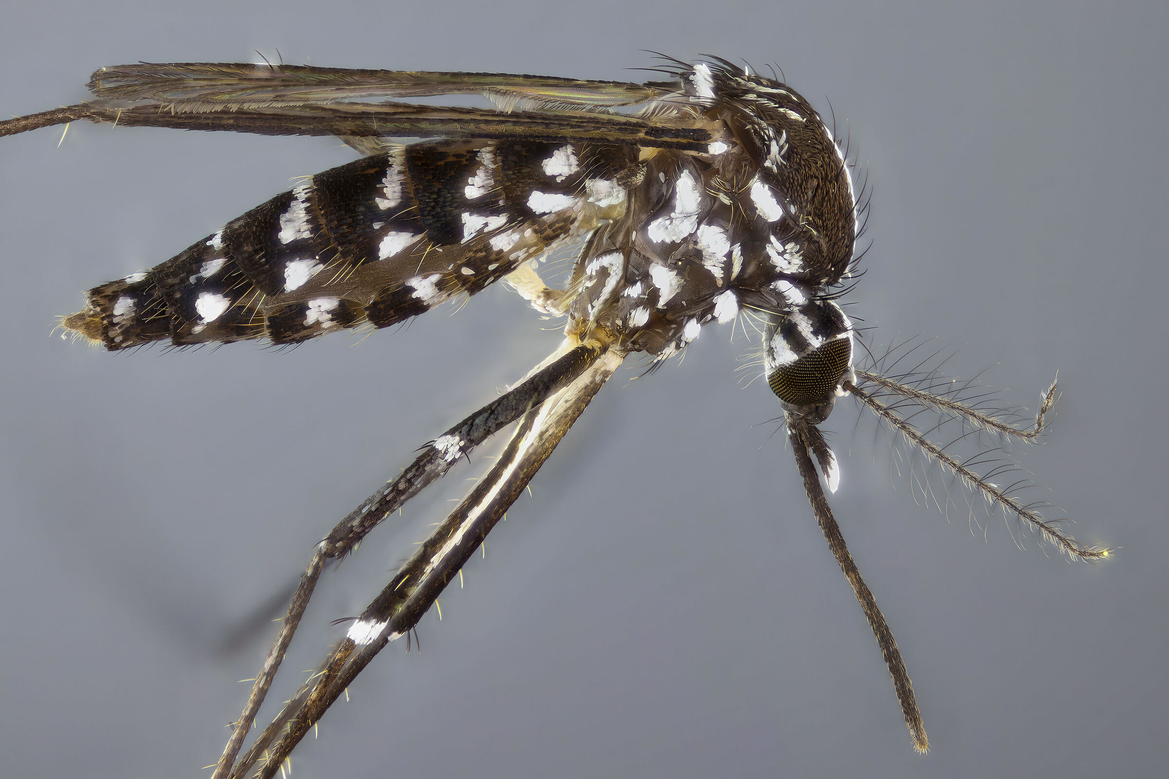 Tiger mosquito (Aedes albopictus)